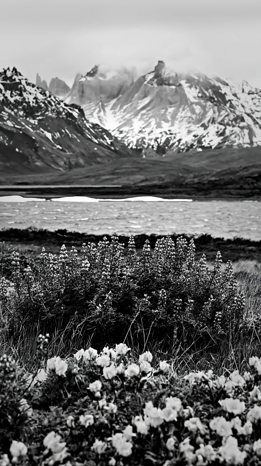 Snowy mountains and flowers in Torres del Paine meadow landscape - AI-generated stock image