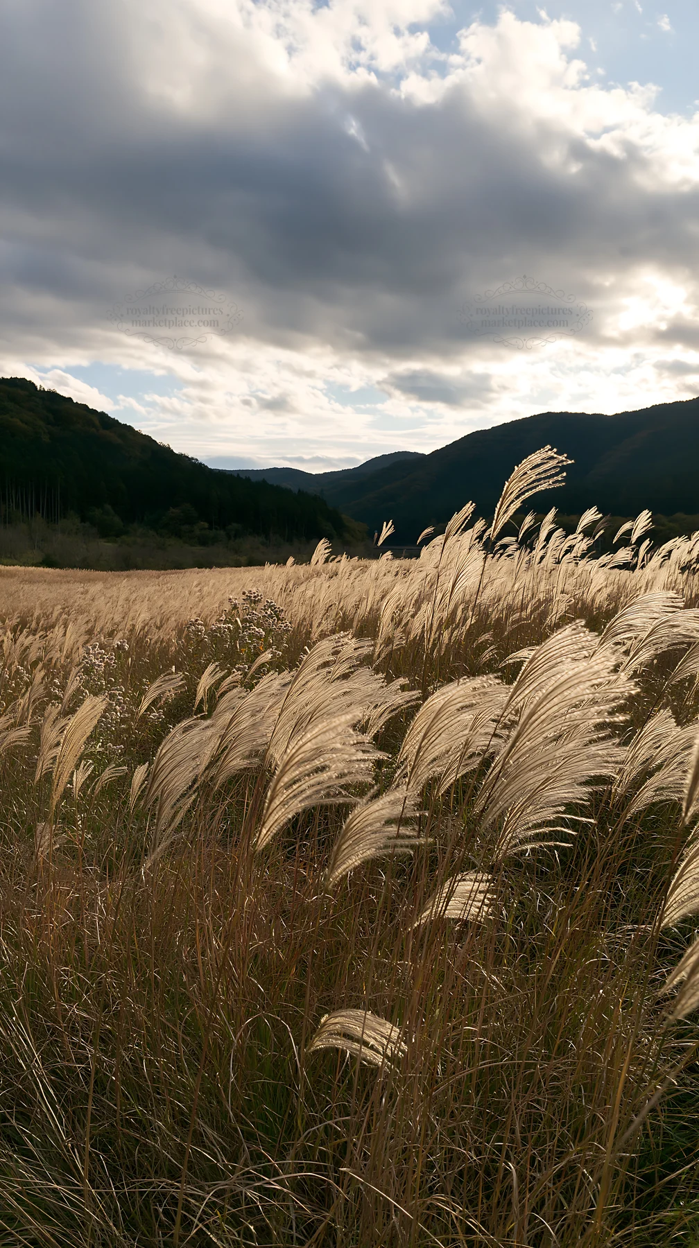 Okayama golden meadow with seedhead foreground - AI-generated stock image