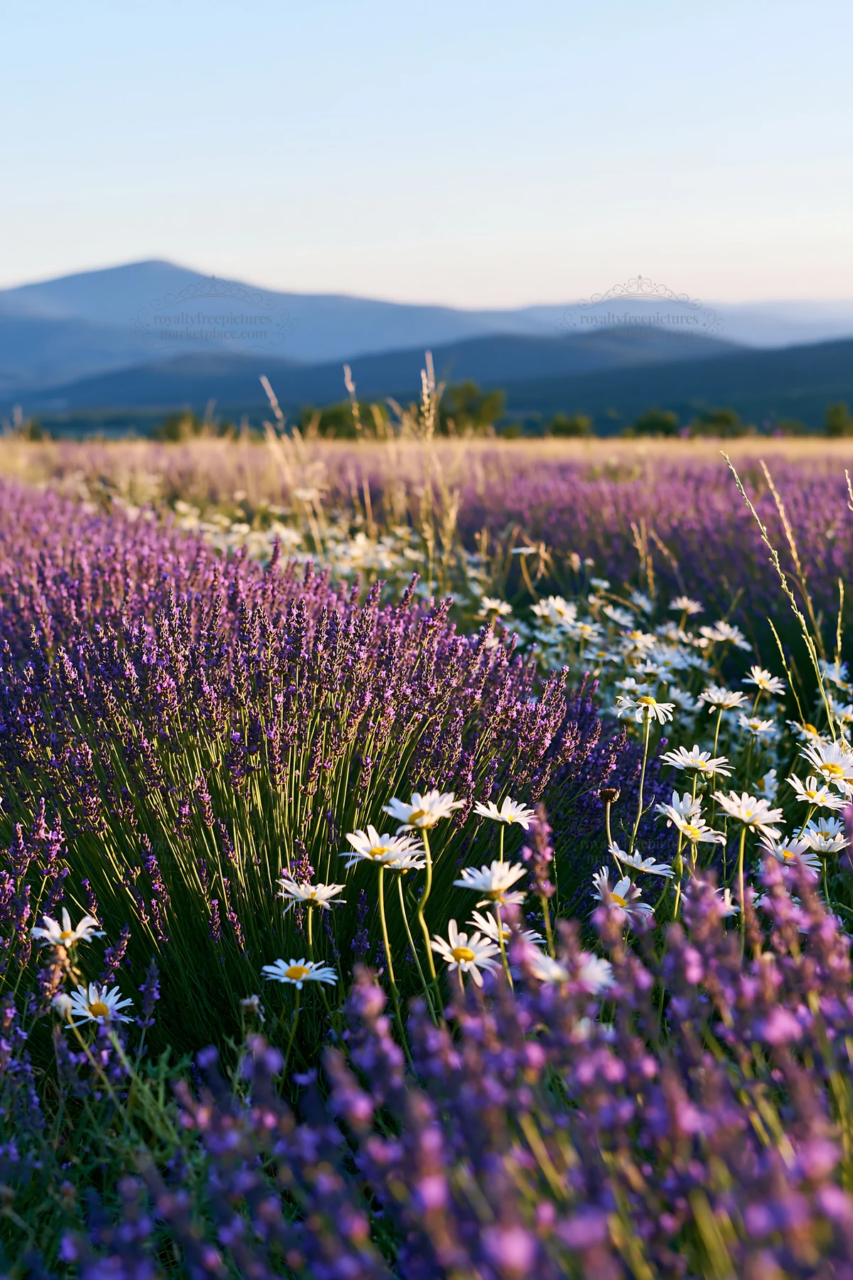 Colorful lavender meadow with daisies and mountains in background - AI-generated stock image