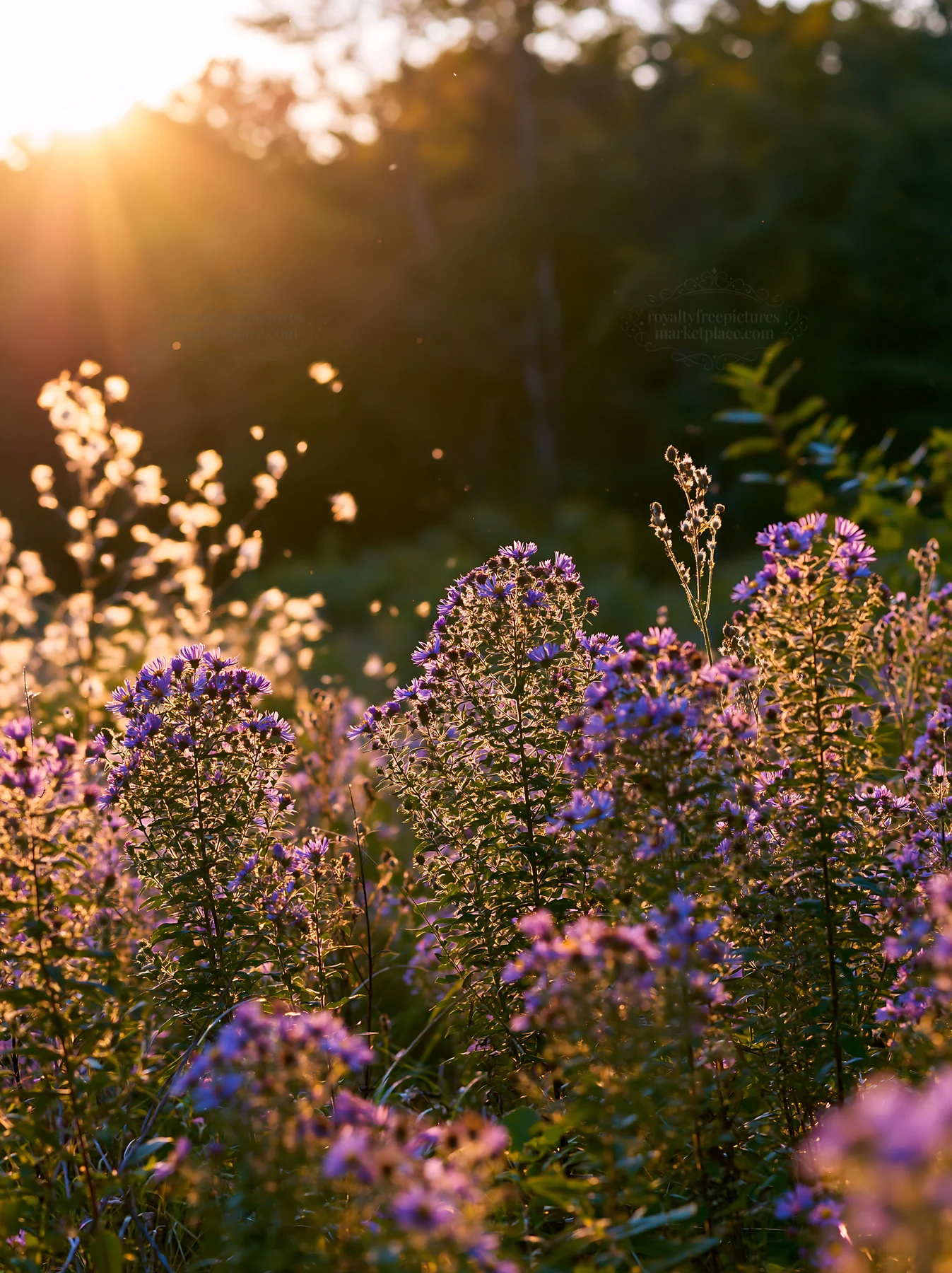 Colorful aster meadow during sunset - AI-generated stock image