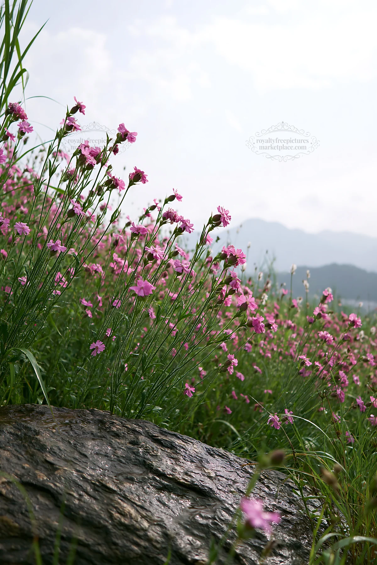Hiroshima meadow filled with flowers and smooth rocks in rain