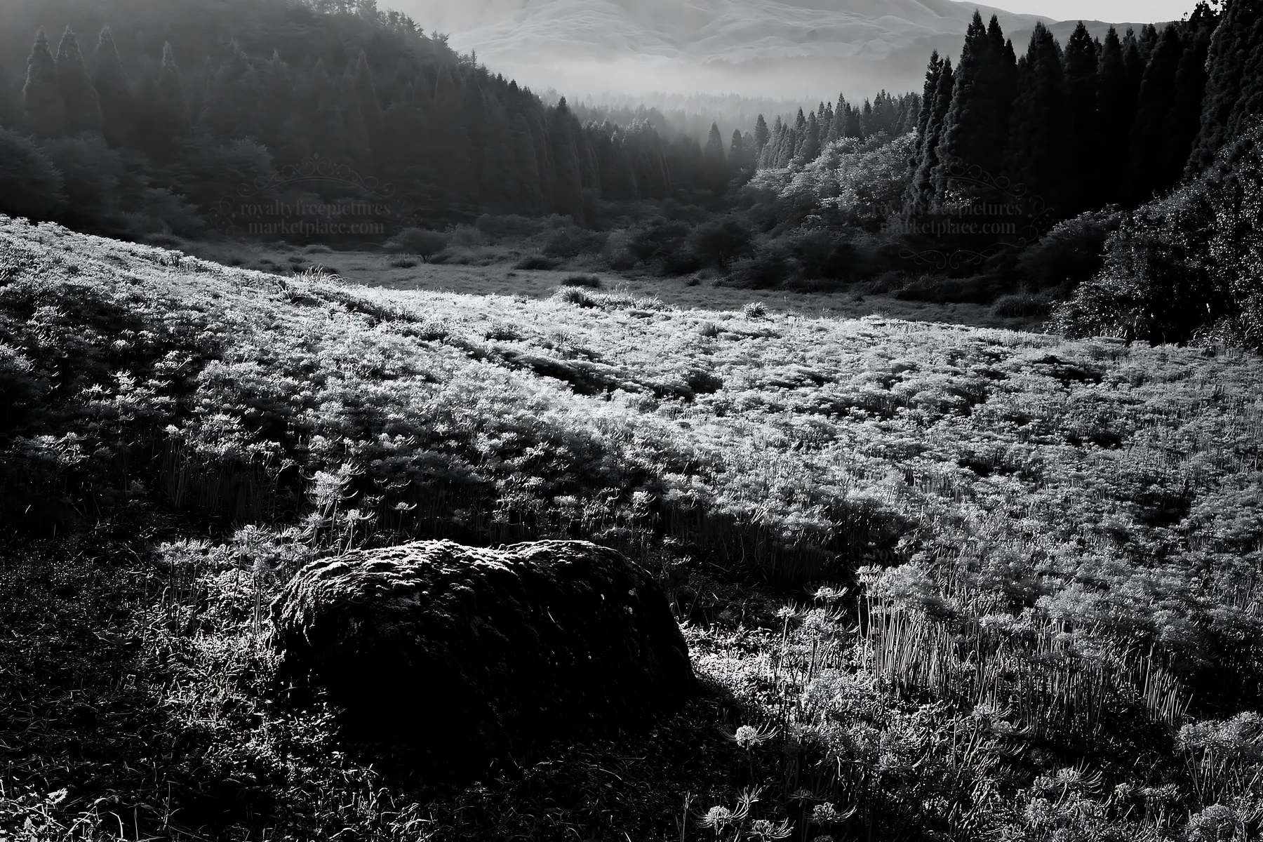 Black and white misty meadow with moss covered stone in Shimane - AI-generated stock image