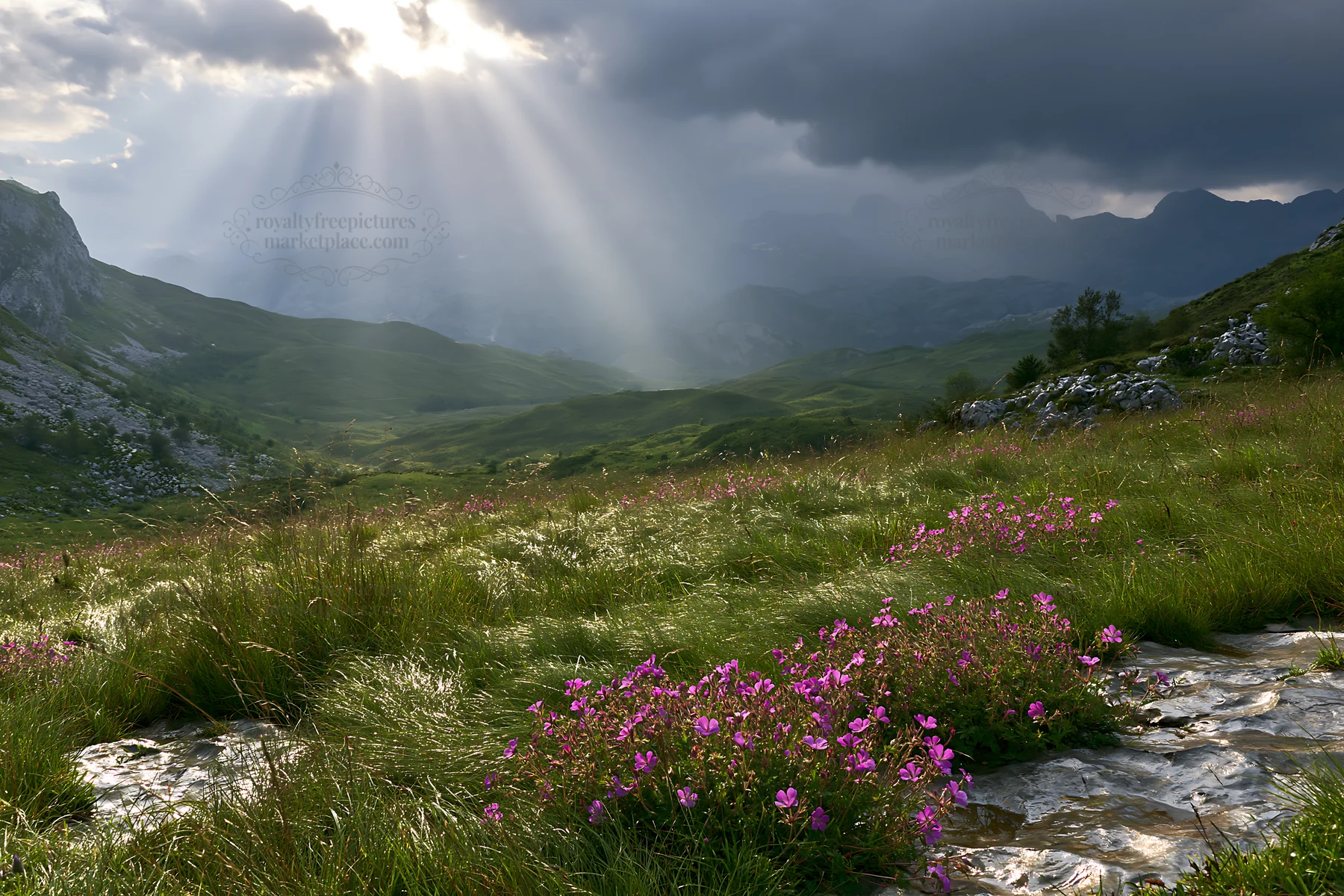 Picos de Europa meadow sunrays illuminate blooming flowers - AI-generated stock image