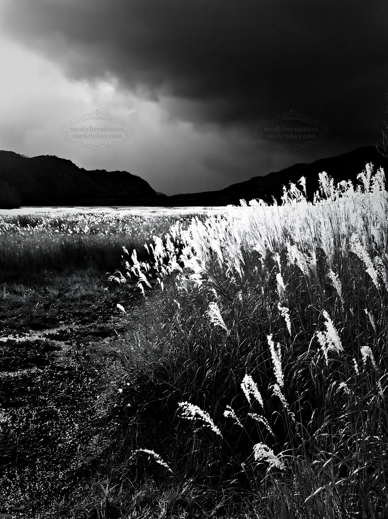Shiga wetland meadow in black and white with reeds - AI-generated stock image