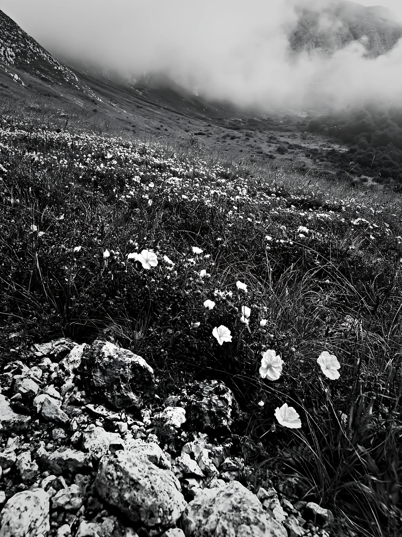 Cloudy rockrose meadow on a limestone slope - AI-generated stock image