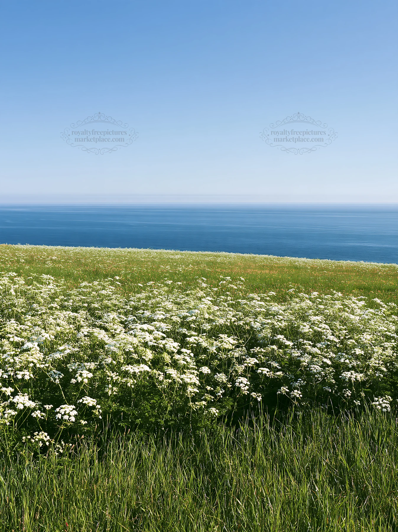 Sunny spring cow parsley meadow by the ocean - AI-generated stock image