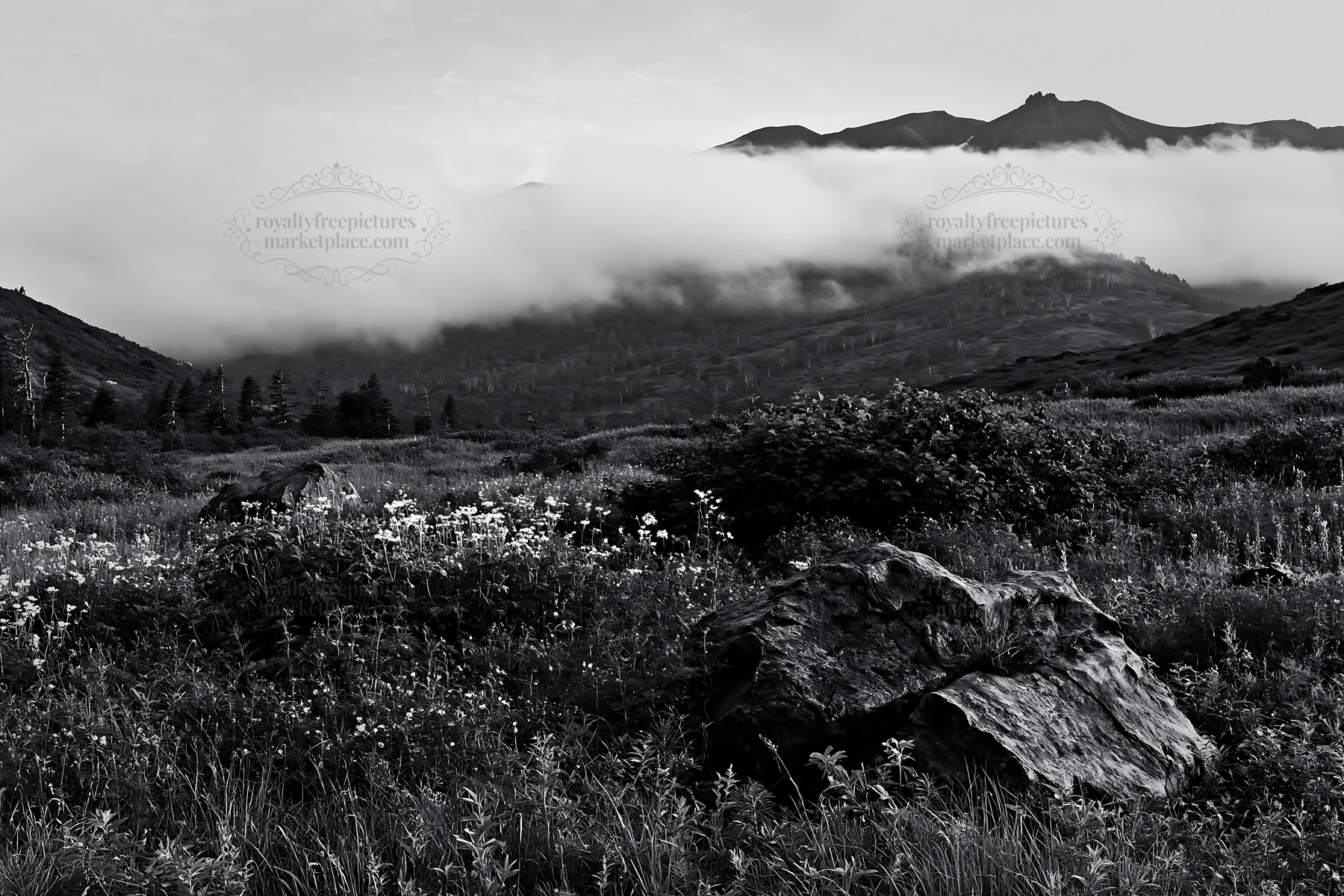 Black and white aomori climate resilient meadow with boulder - AI-generated stock image