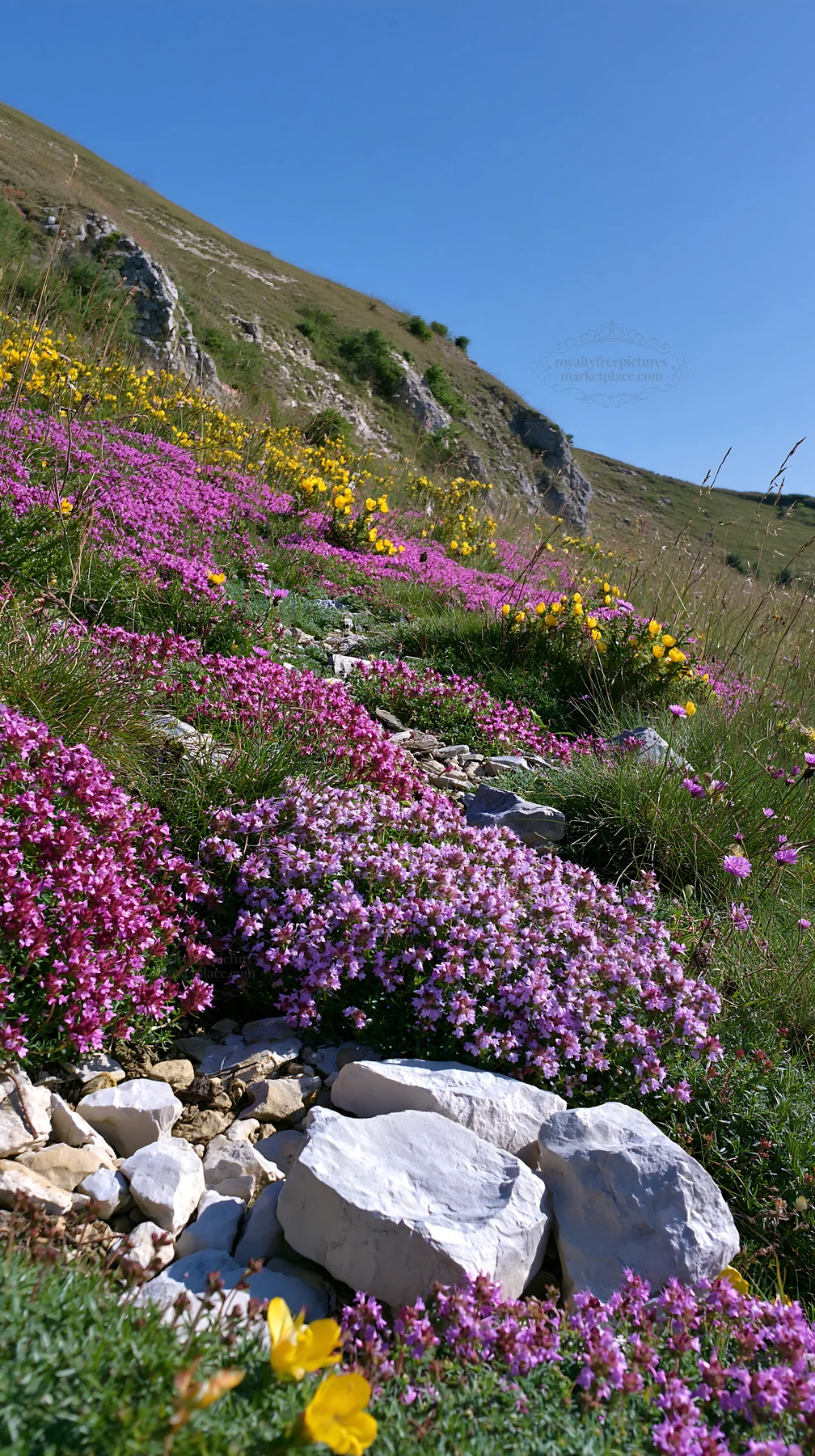 Sunny chalk meadow filled with colorful flowers - AI-generated stock image