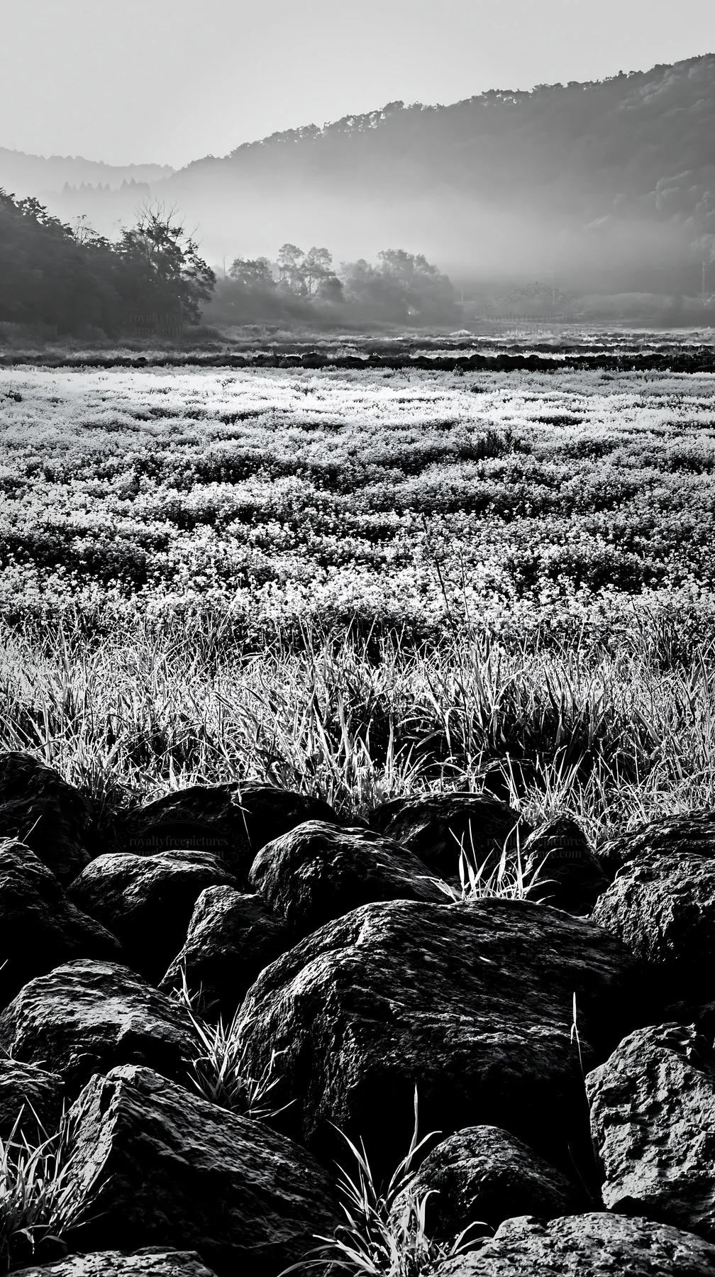 Black and white kanagawa heat resilient meadow volcanic stones in morning light - AI-generated stock image