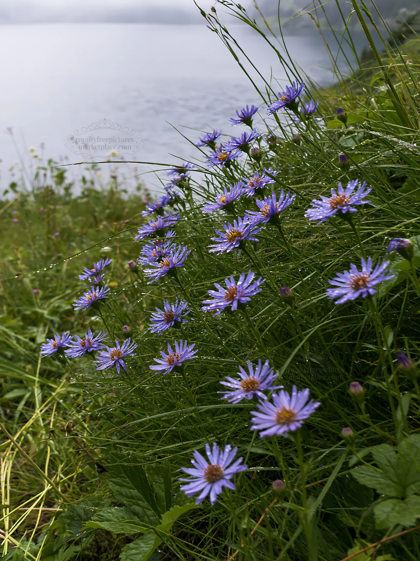 Swiss meadow beside alpine lake with blooming wildflowers - AI-generated stock image