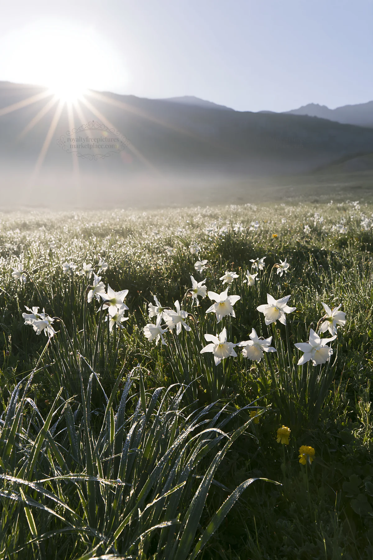 Sunrays over Picos de Europa meadow filled with flowers - AI-generated stock image