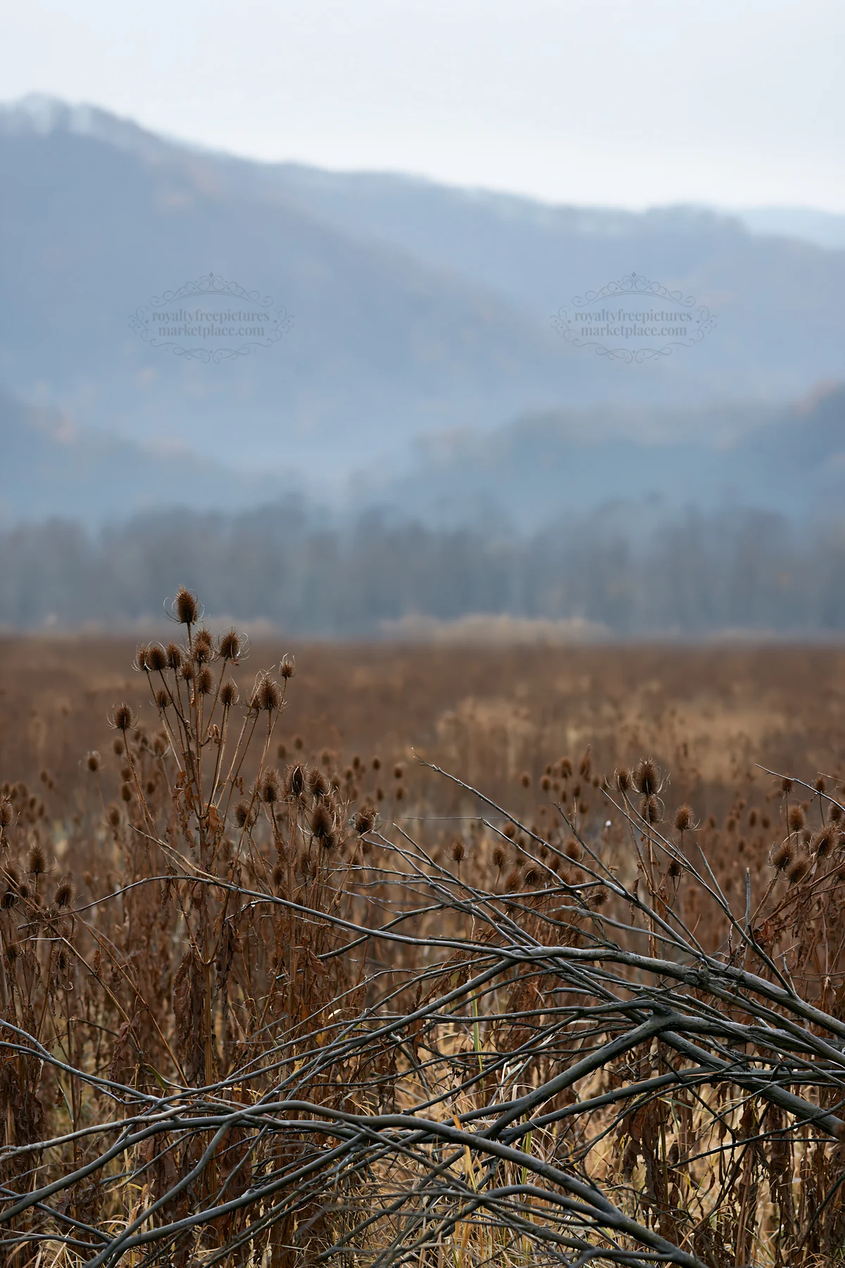 Yamagata rewilded meadow with fallen branch in the foreground - AI-generated stock image
