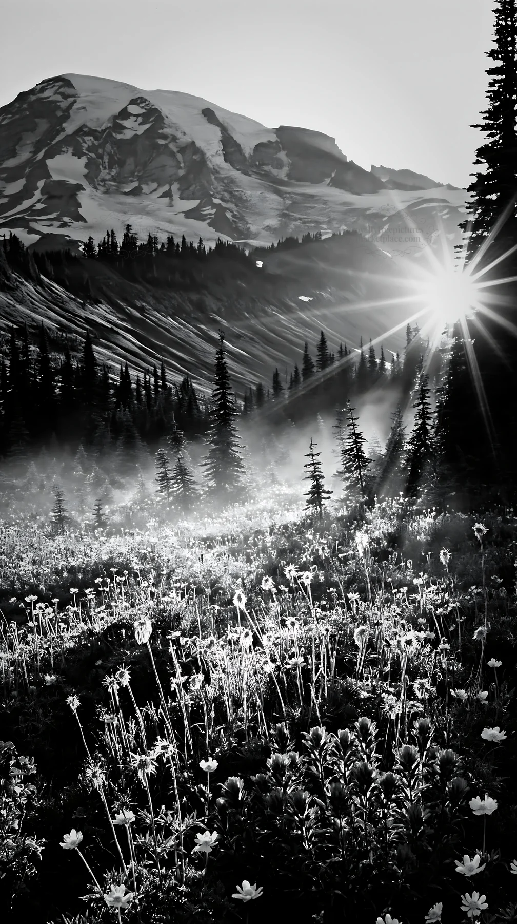 Mount Rainier wildflower meadow at sunrise - AI-generated stock image