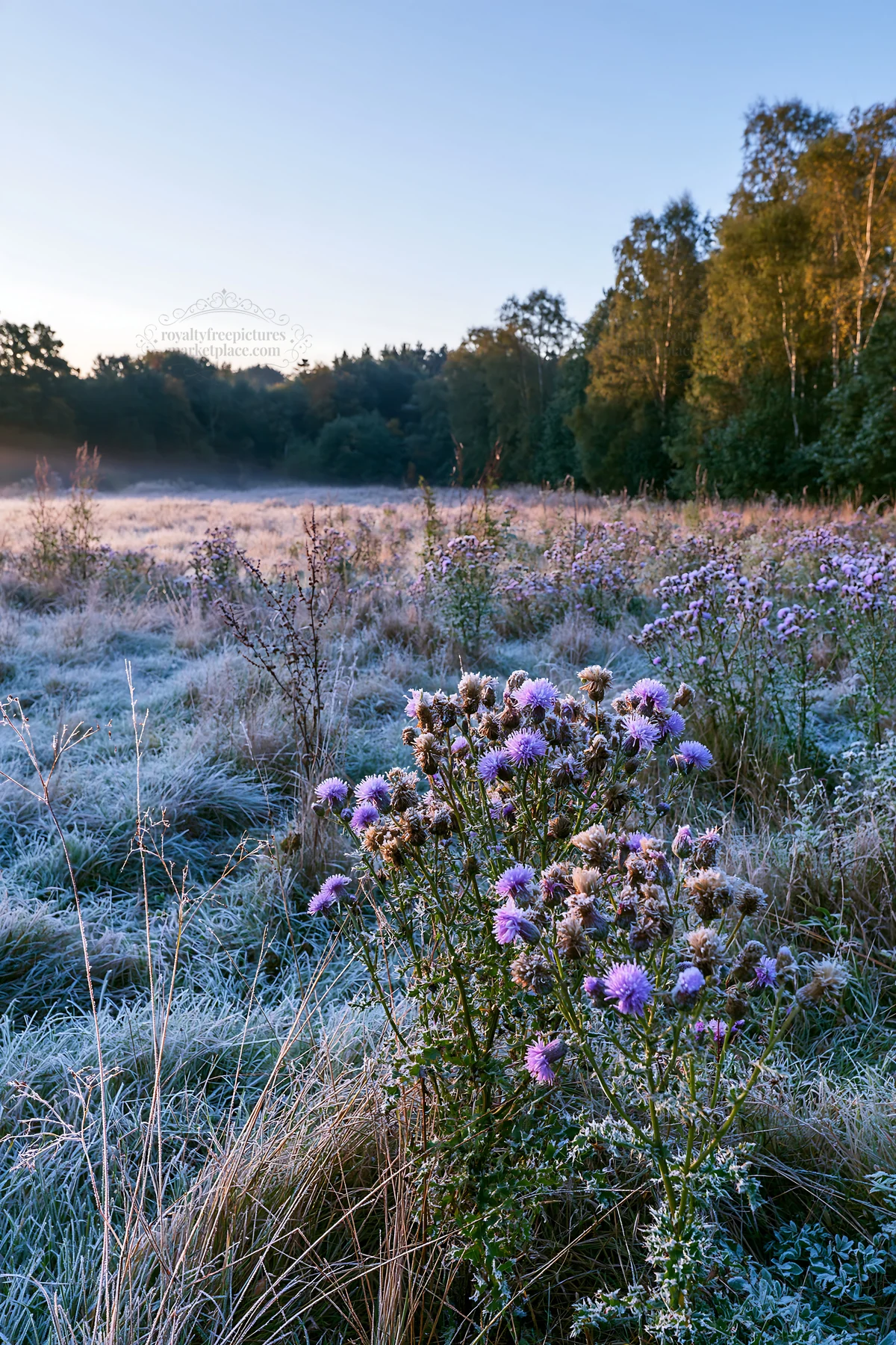 Morning light over meadow with knapweed - AI-generated stock image