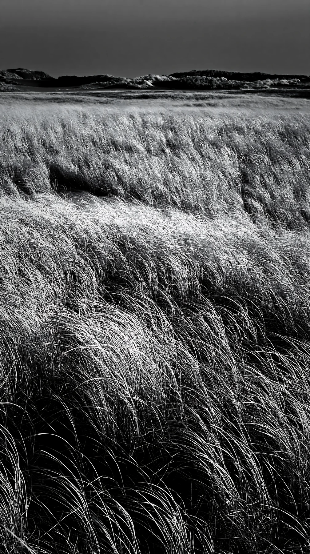 Black and white tottori windy meadow with dune grasses swaying under blue sky - AI-generated stock image