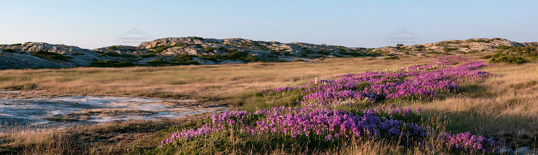 Colorful orchid meadow with rocky landscape in daylight - AI-generated stock image