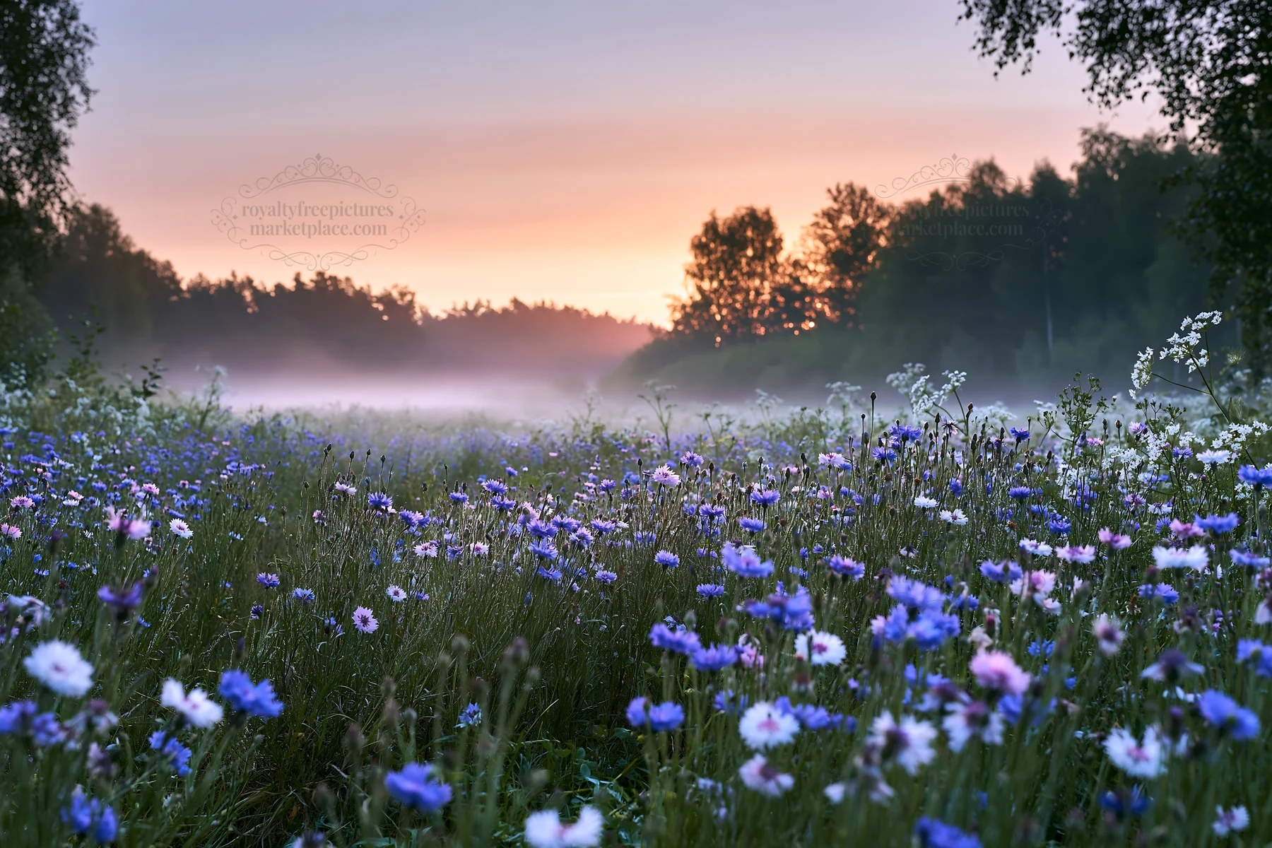 Cornflower meadow with mist at dawn near a forest - AI-generated stock image