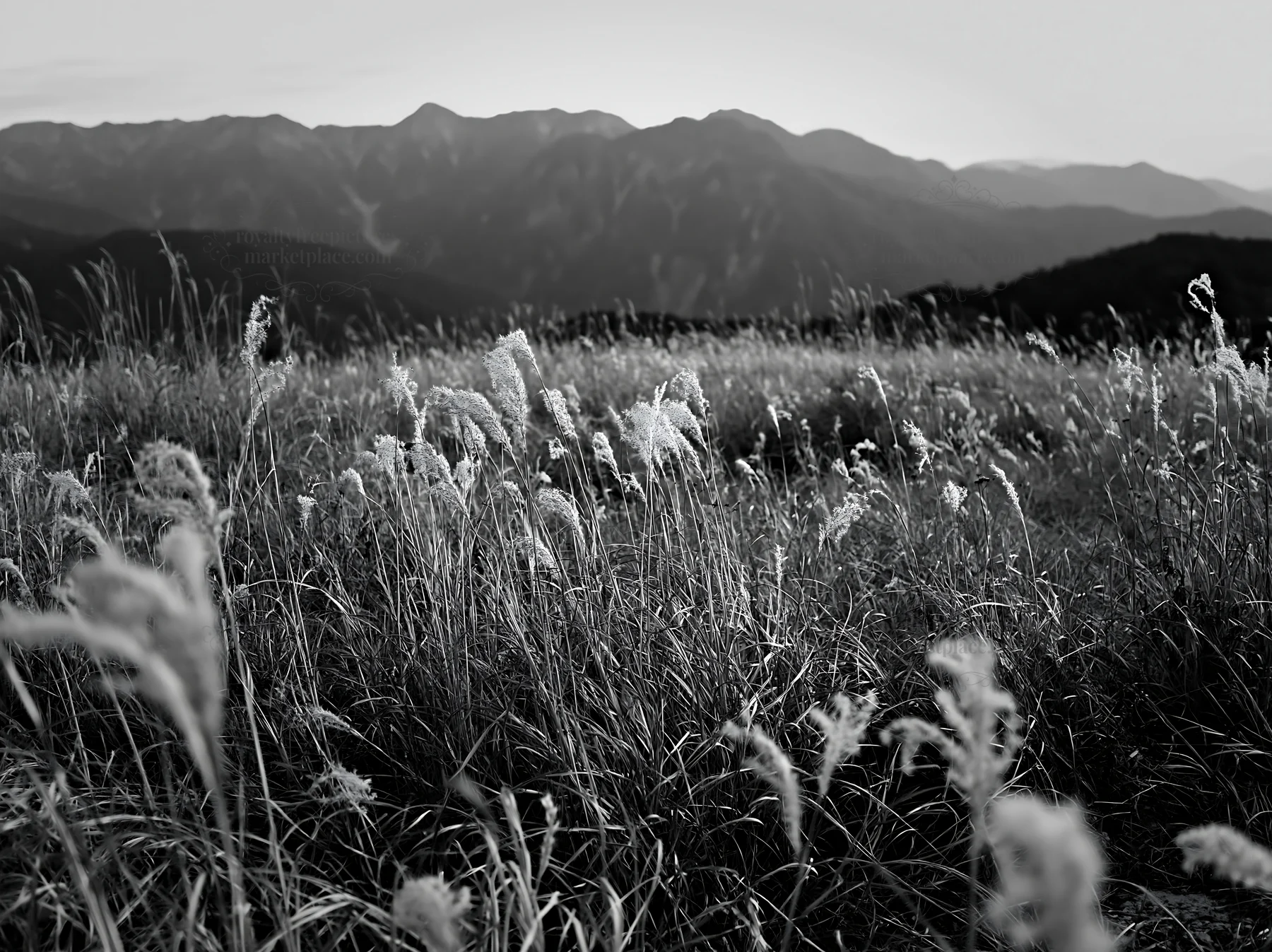 Black and white ehime twilight meadow with dry seedheads - AI-generated stock image