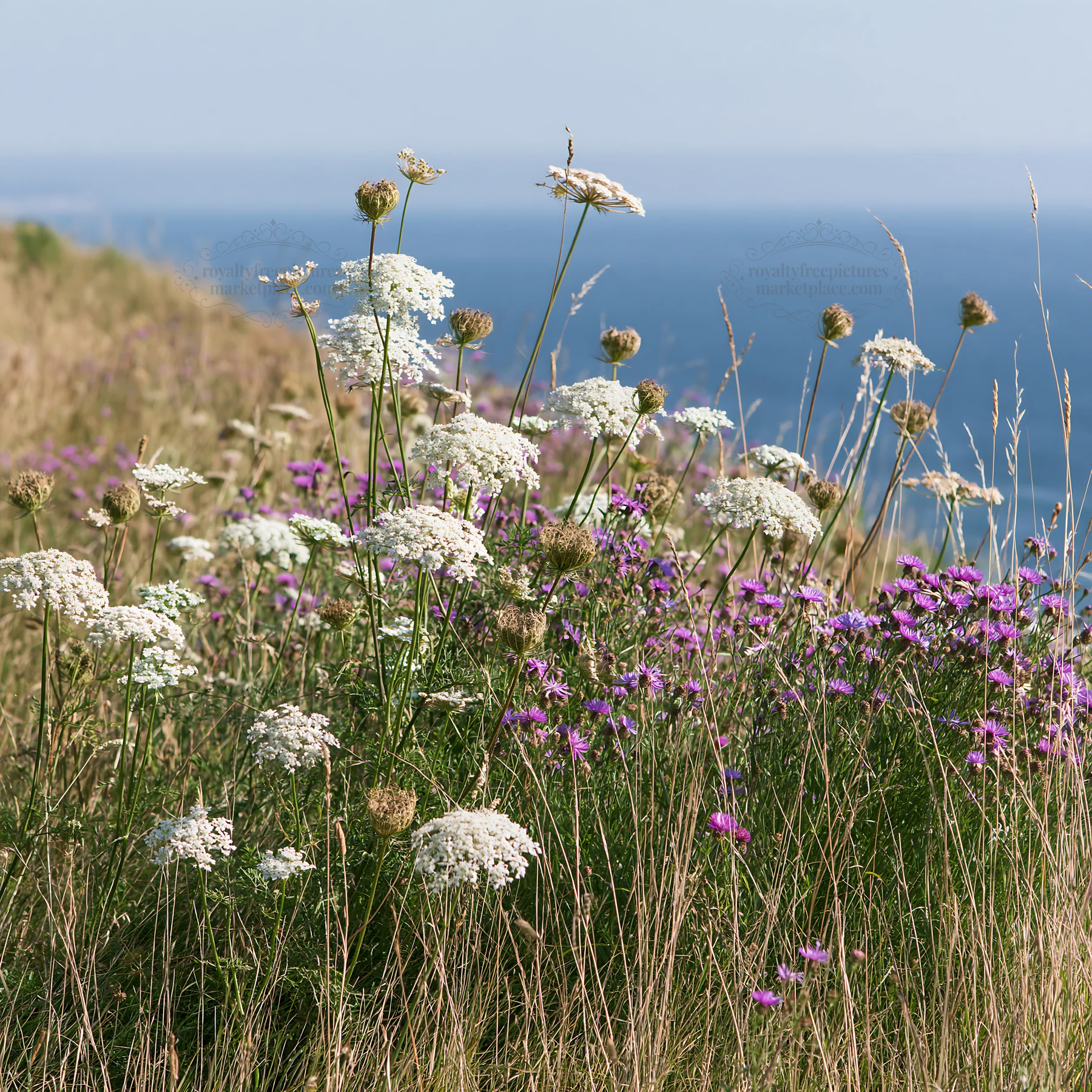 Clifftop meadow with wildflowers and ocean view - AI-generated stock image