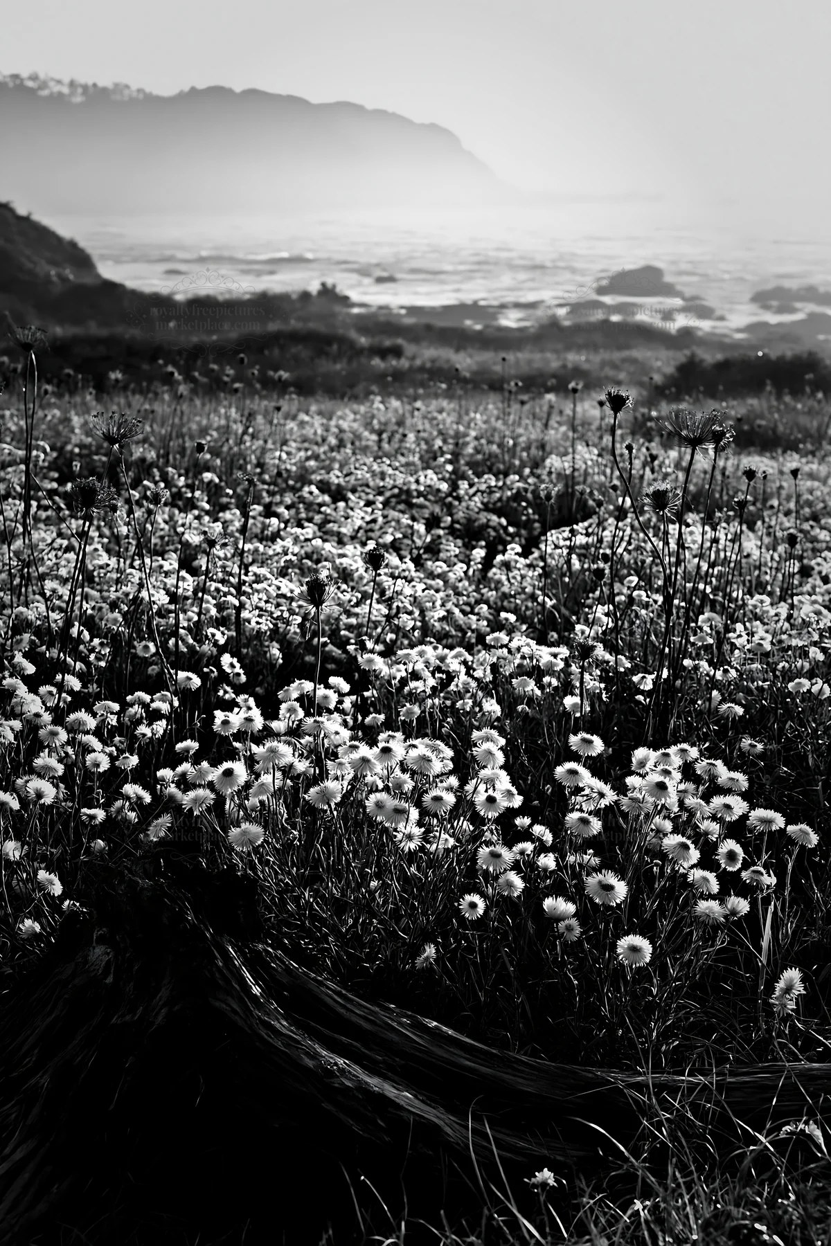 Nagasaki coastal meadow with driftwood and wildflowers - AI-generated stock image