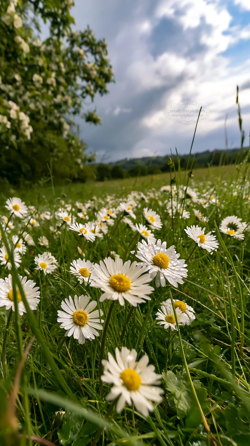 Daisies in a meadow under a cloudy sky - AI-generated stock image