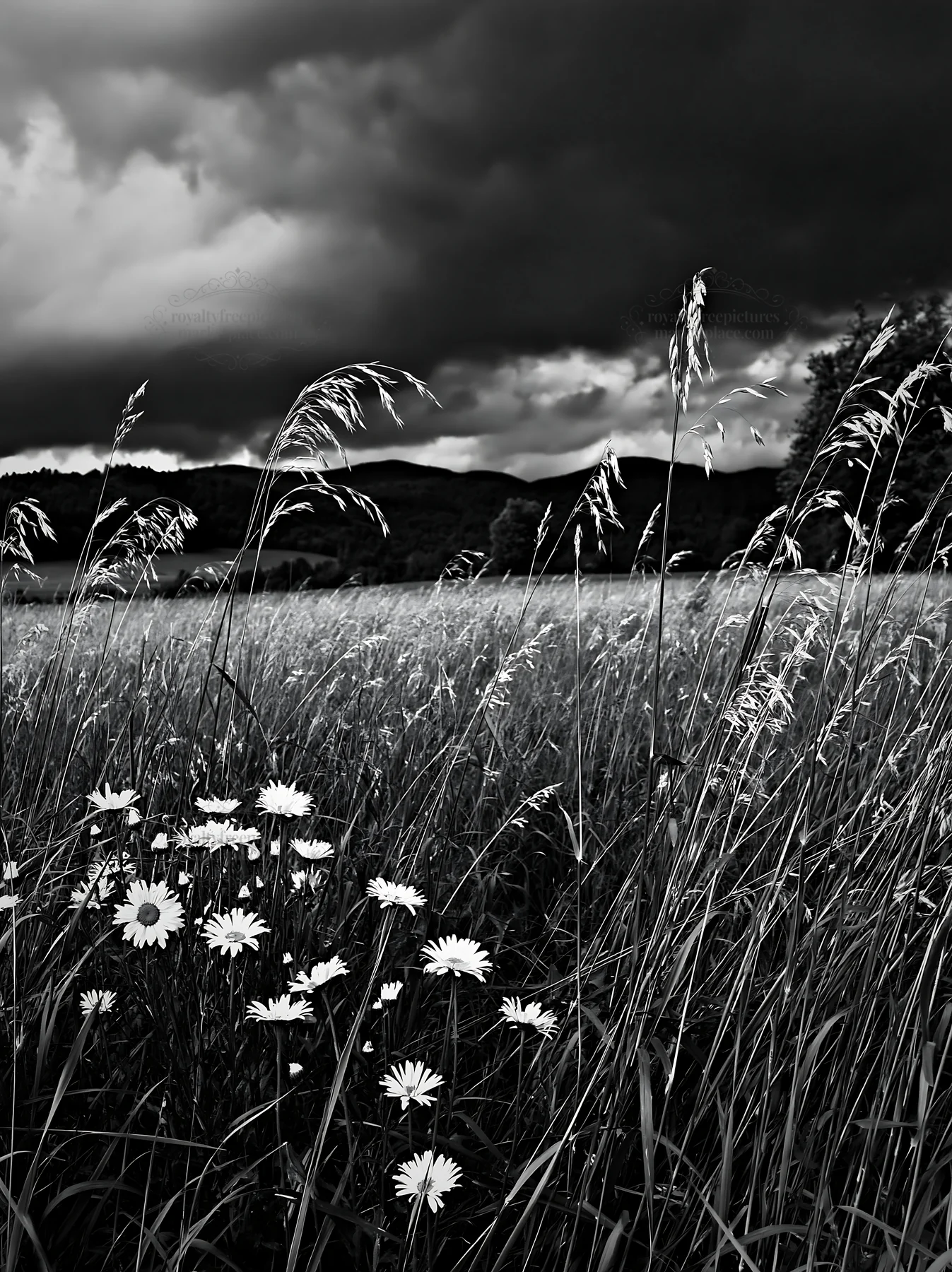 Black and white tall grass meadow with daisies under a cloudy sky - AI-generated stock image
