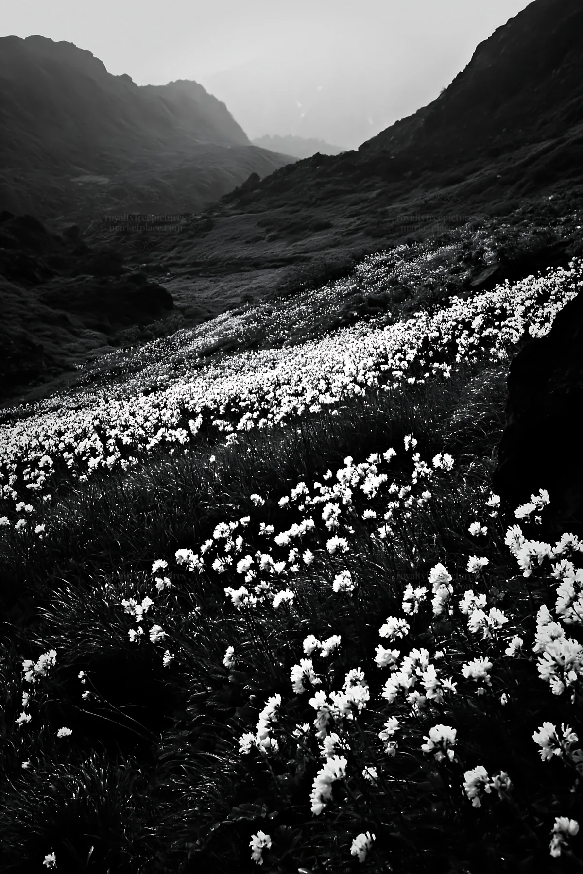 Meadow filled with silver dew on flowers in mountainous landscape - AI-generated stock image