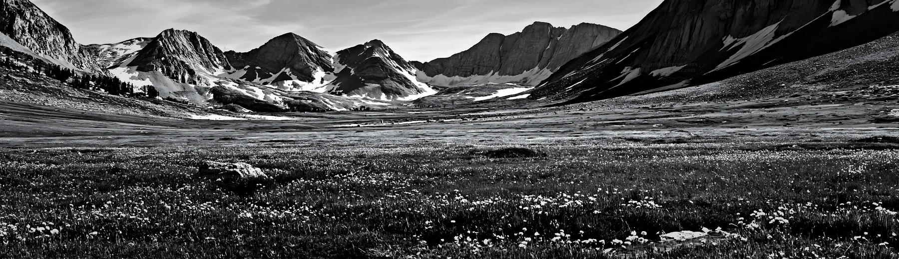 Climate-resilient meadow in mountainous landscape - AI-generated stock image