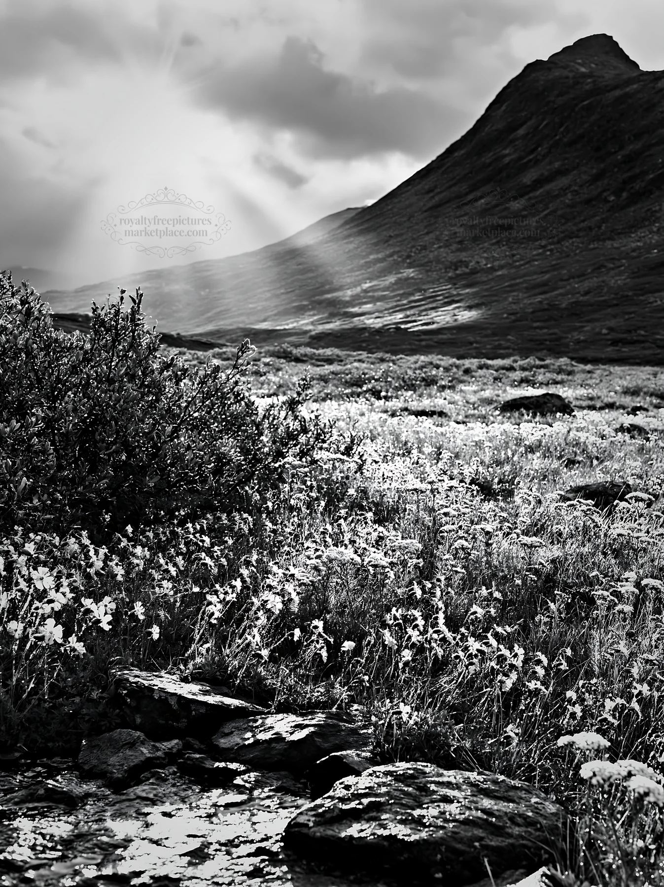 Sunbeams shine over Jotunheimen valley meadow - AI-generated stock image