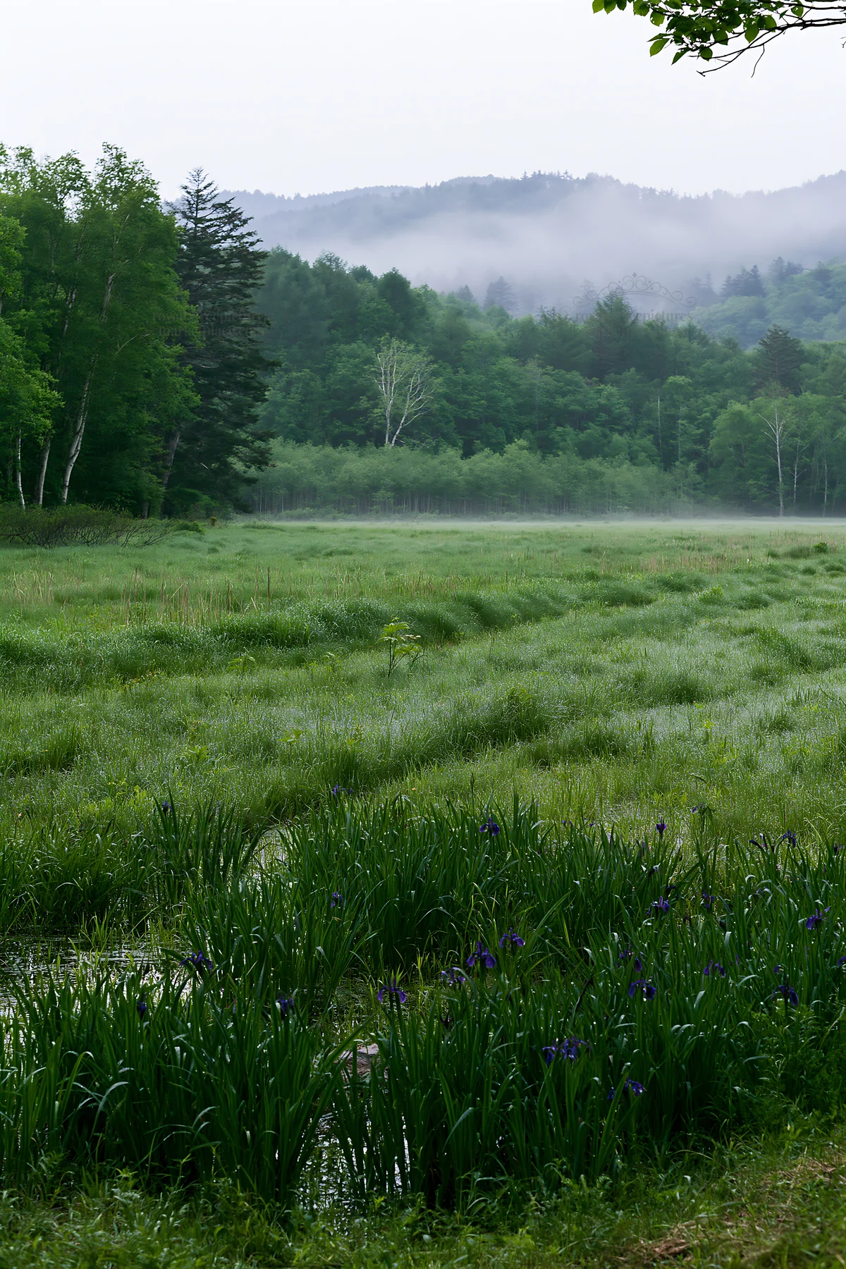 Expansive Hokkaido restoration meadow with dewdrops - AI-generated stock image
