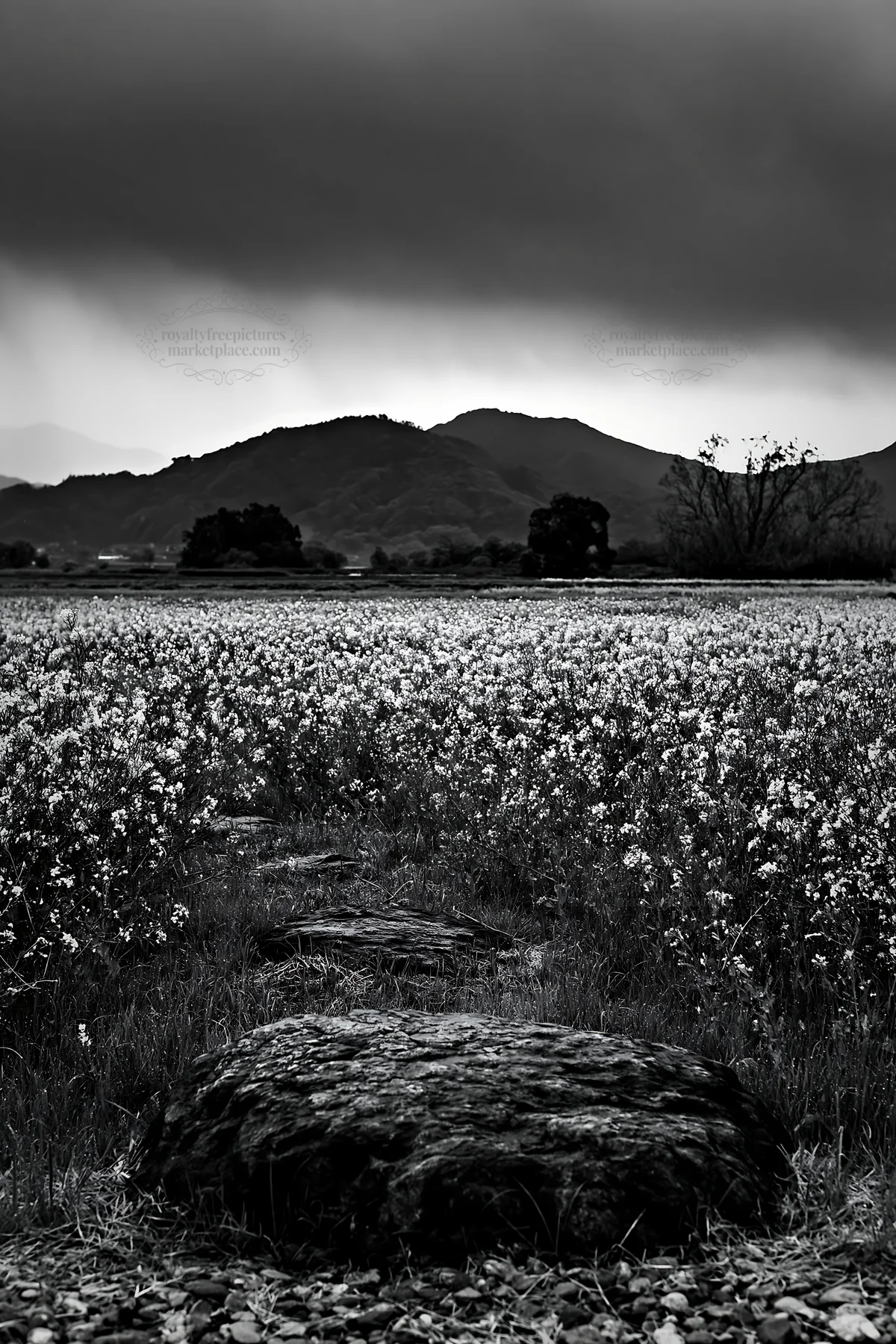Hiroshima rainy meadow with smooth rock in foreground - AI-generated stock image