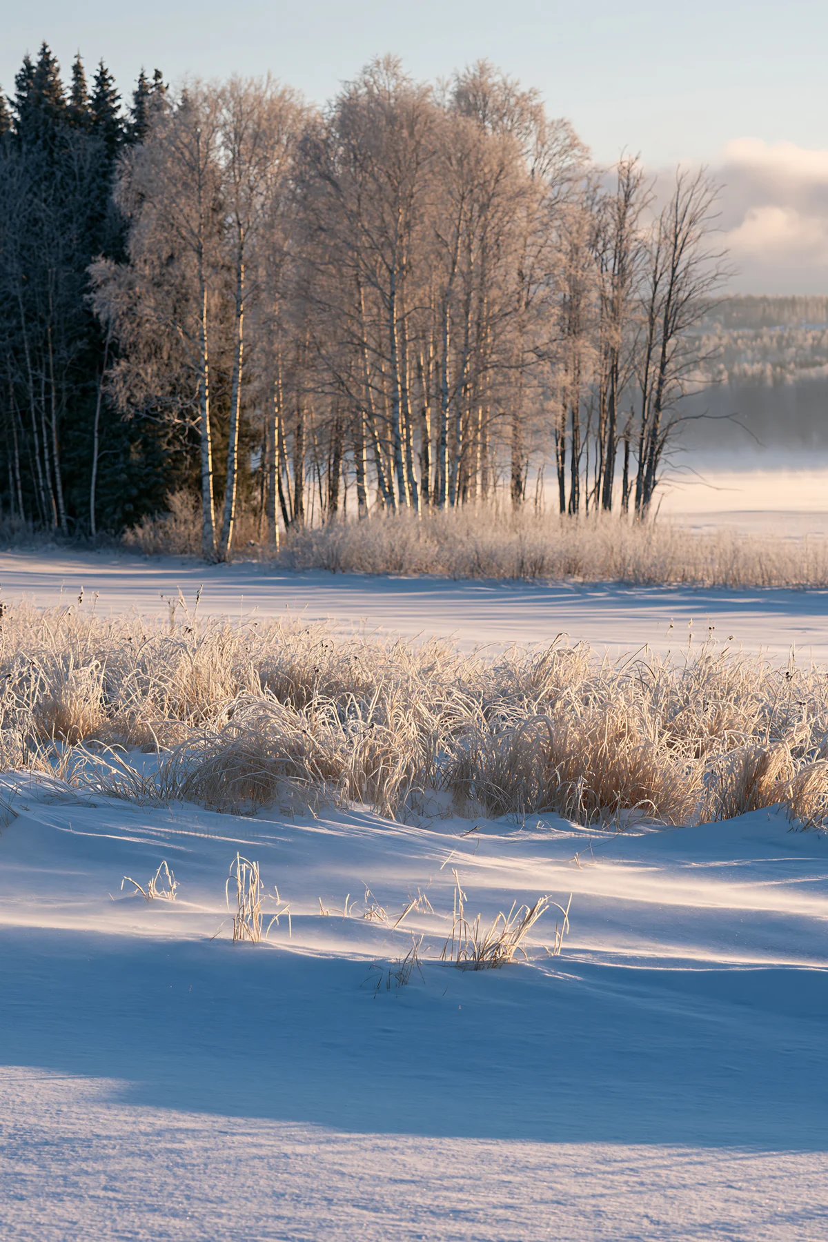 Snowy lakeside meadow with trees on a winter morning - AI-generated stock image