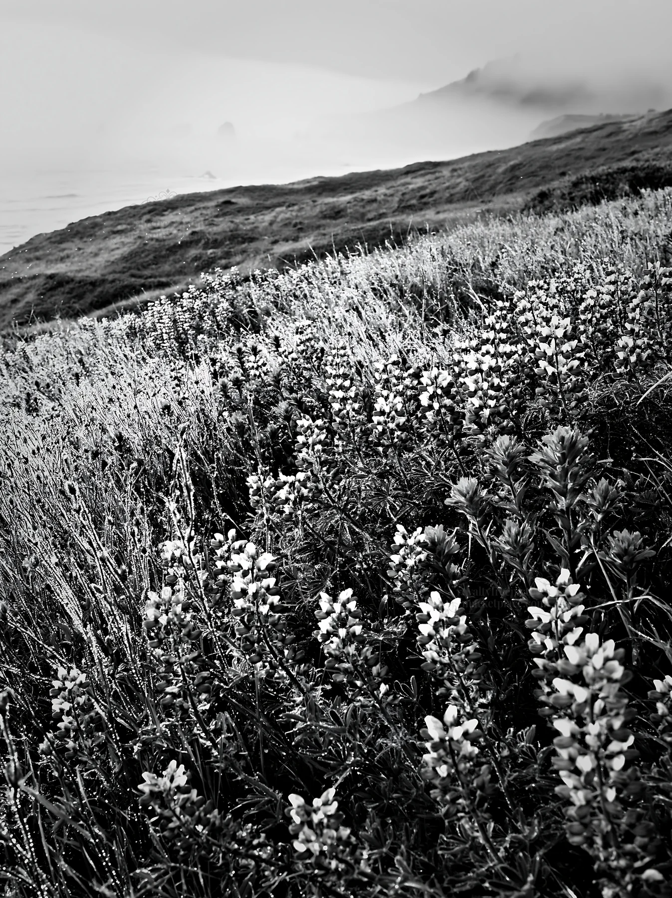 Black and white colorful flowers in a coastal meadow by the sea - AI-generated stock image
