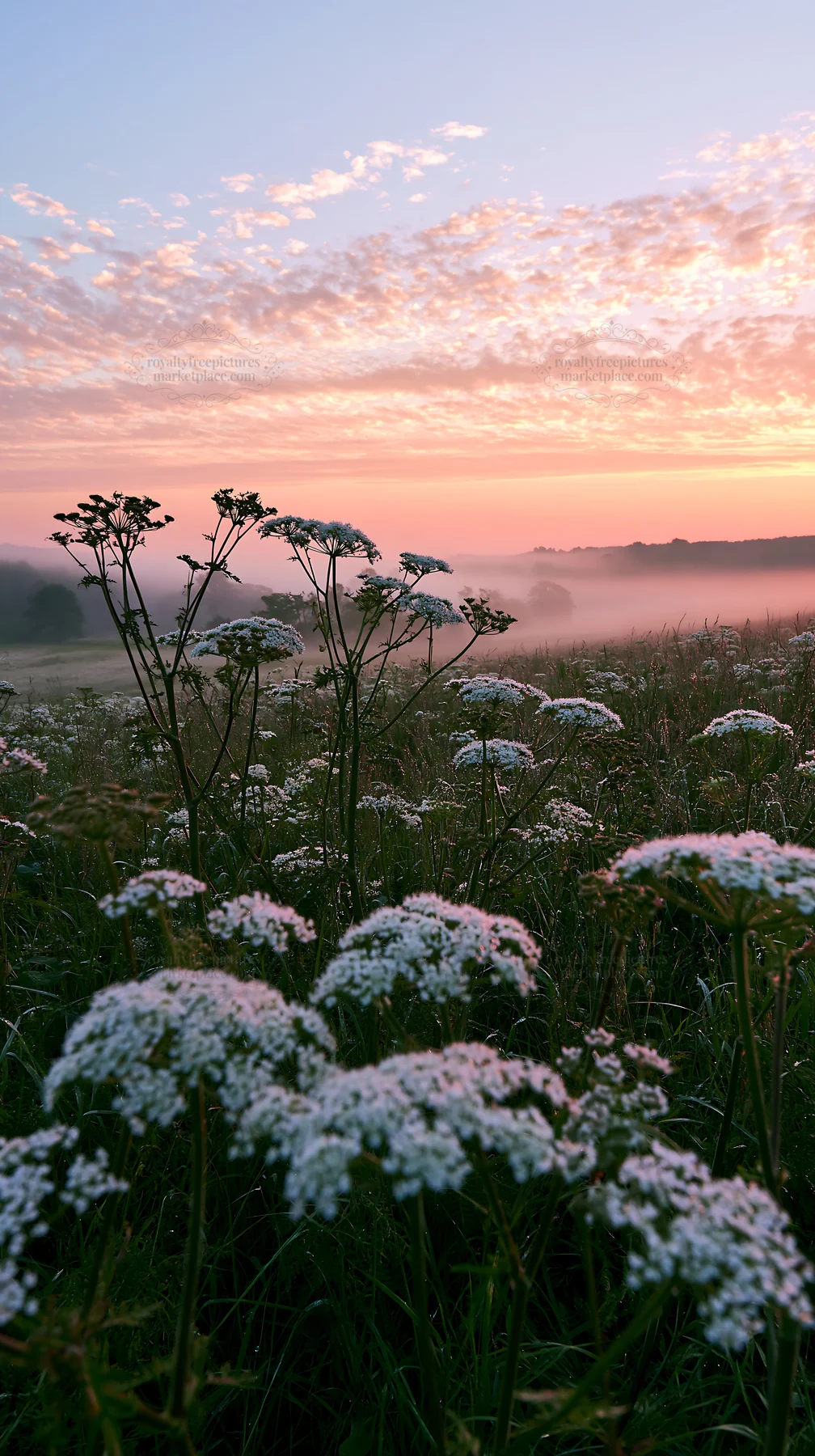Cow parsley meadow at sunrise with mist in the background - AI-generated stock image