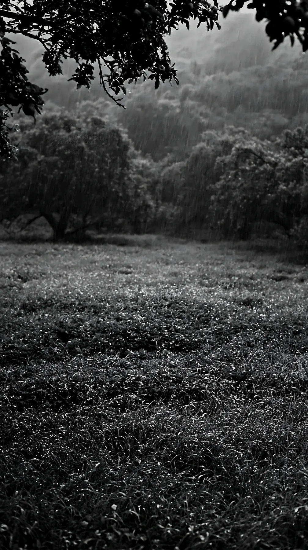 Black and white clover apple meadow with trees in rainy weather - AI-generated stock image