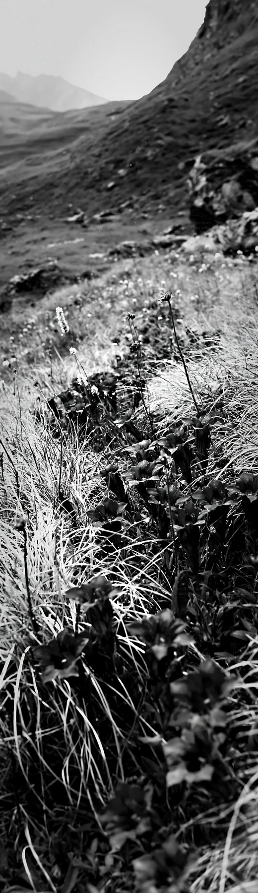 Black and white rainy valley meadow with blue flowers along the path - AI-generated stock image