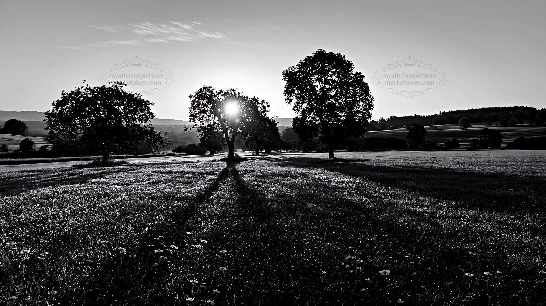 Meadow with trees and sunlight at sunset - AI-generated stock image