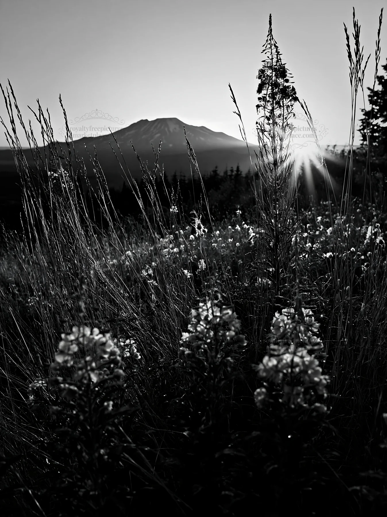 Fireweed meadow at sunset near mountain landscape - AI-generated stock image