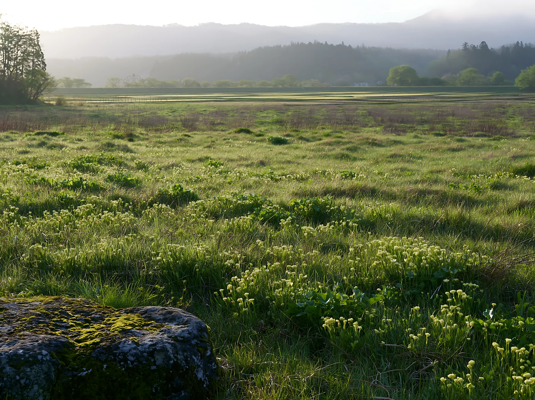 Mossy stone in the meadow at Miyagi during spring season - AI-generated stock image