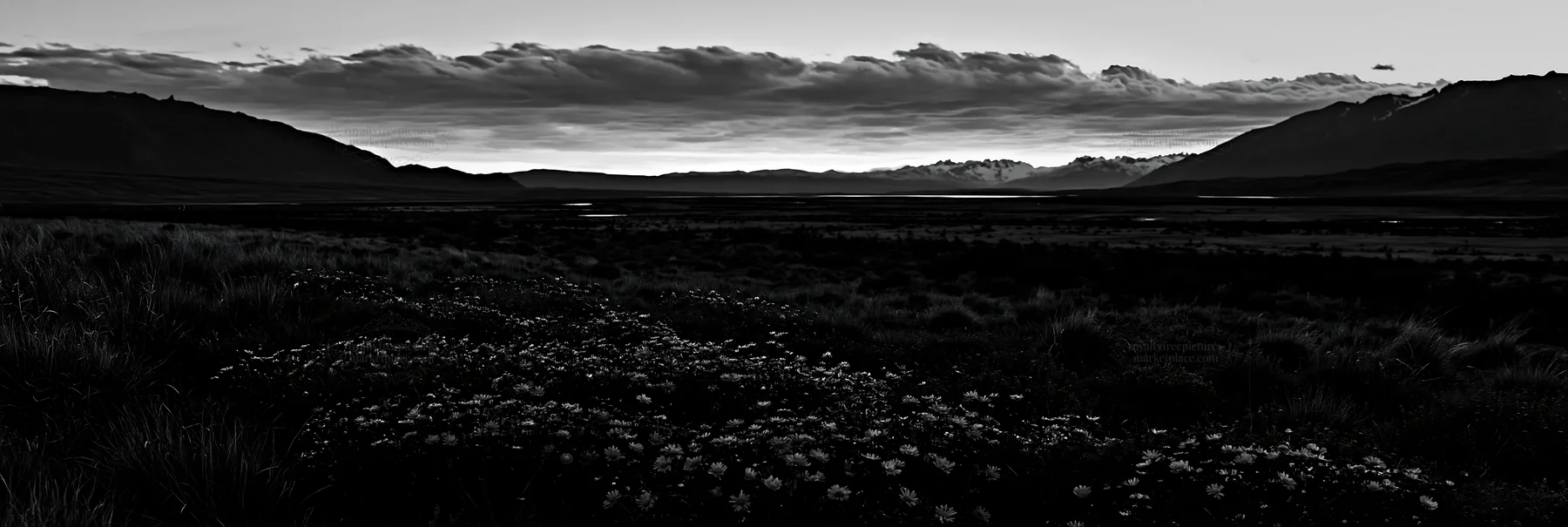 Black and white climate-resilient meadow with flowers under a colorful sky - AI-generated stock image