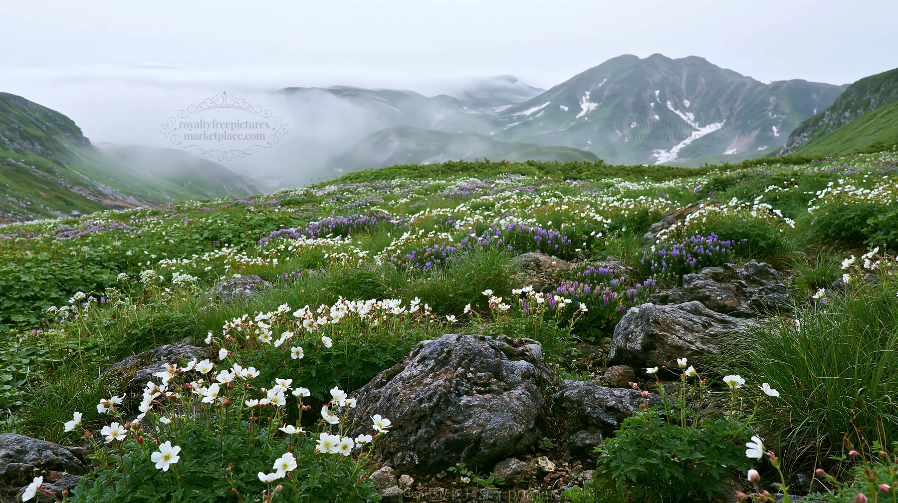 Toyama alpine meadow snowmelt rock foreground with flowers - AI-generated stock image