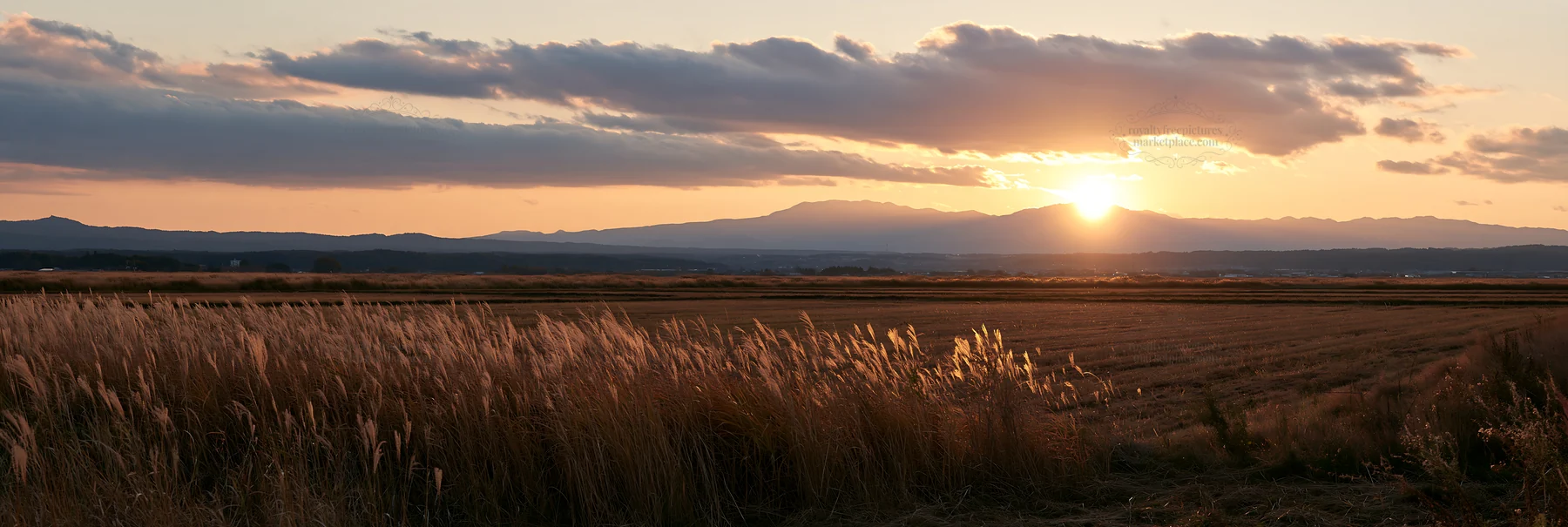 Aichi restored meadow autumn seedheads foreground at sunset - AI-generated stock image