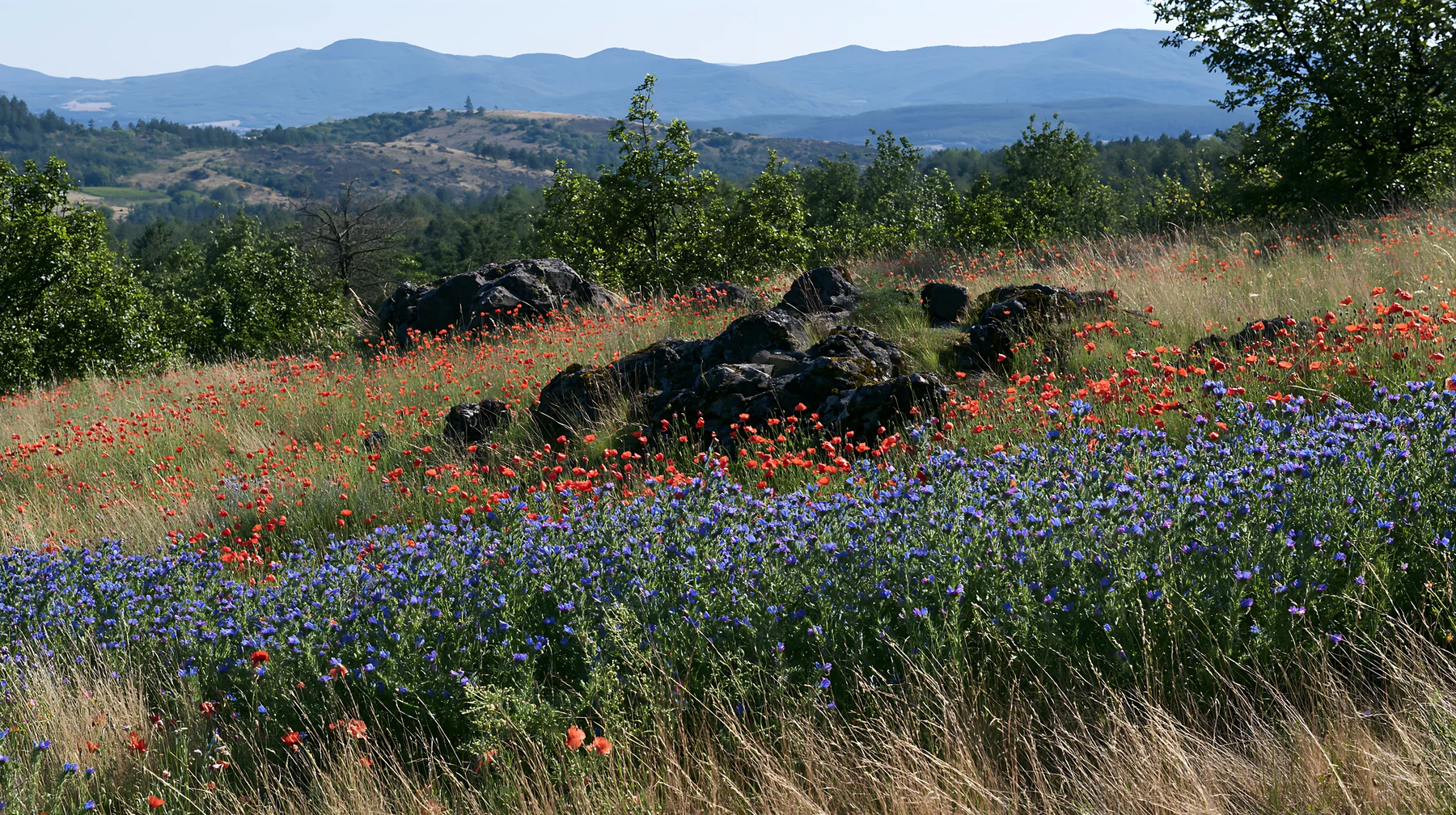 Poppy viper's-bugloss meadow with mountains in the background - AI-generated stock image