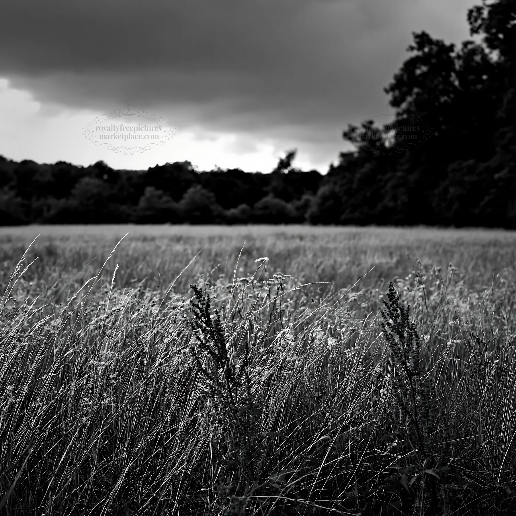 Black and white meadow with seedheads under cloudy sky - AI-generated stock image