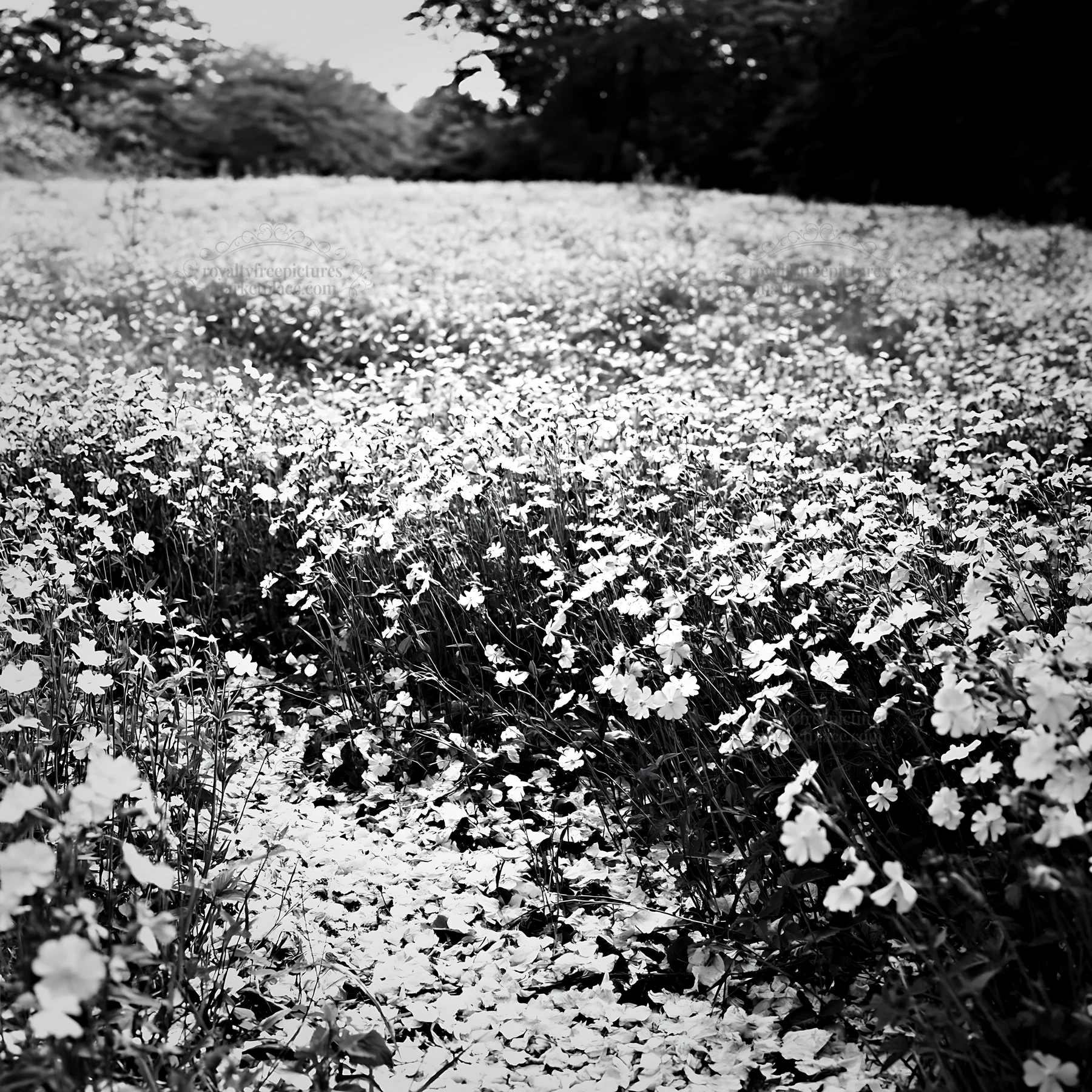 Fukuoka spring meadow with fallen blossoms in the foreground - AI-generated stock image