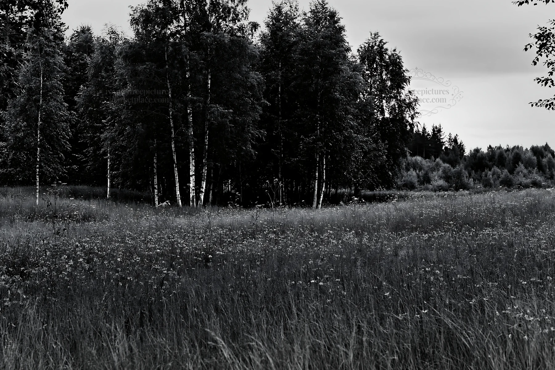 Black and white forest edge meadow with wildflowers and trees - AI-generated stock image