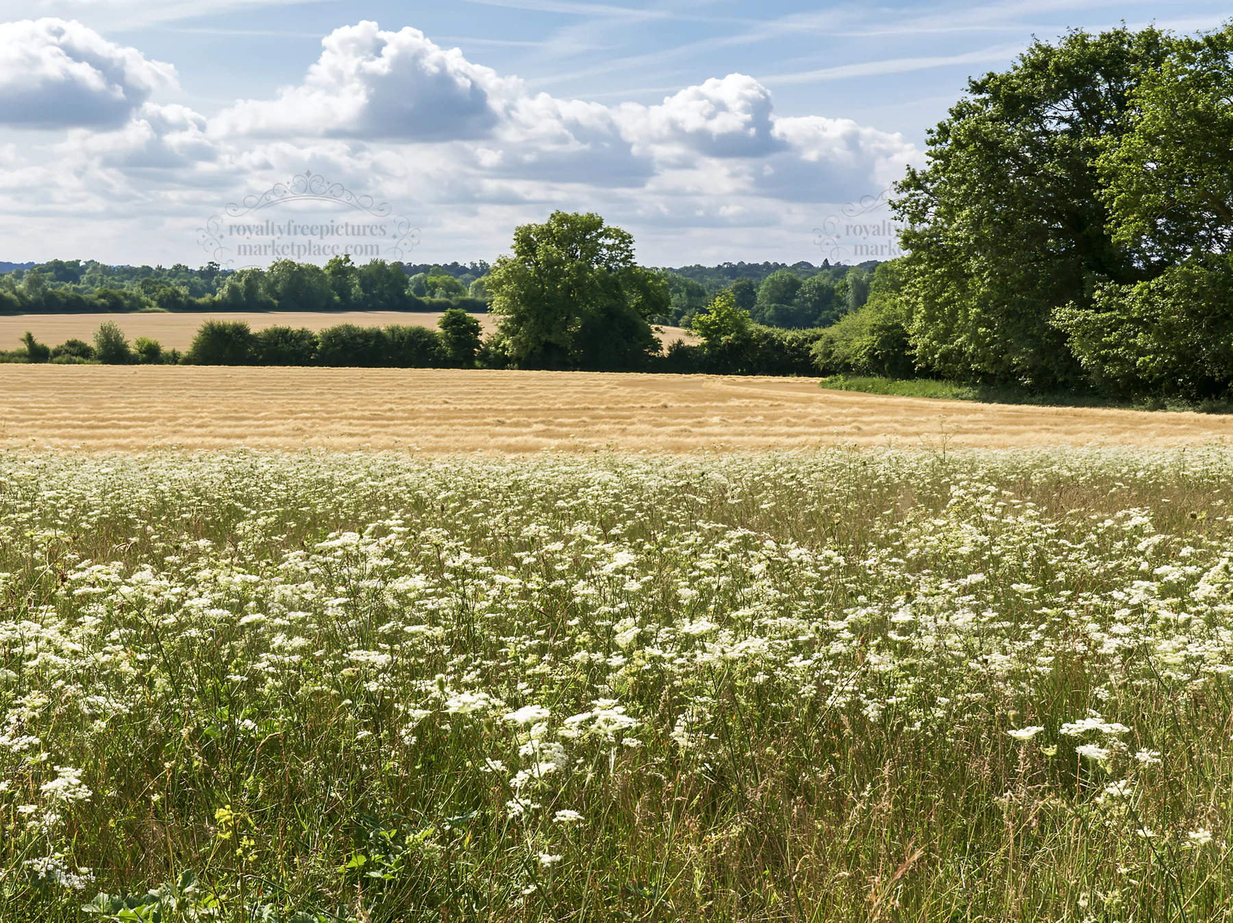 Sunny wild carrot meadow beside a field - AI-generated stock image