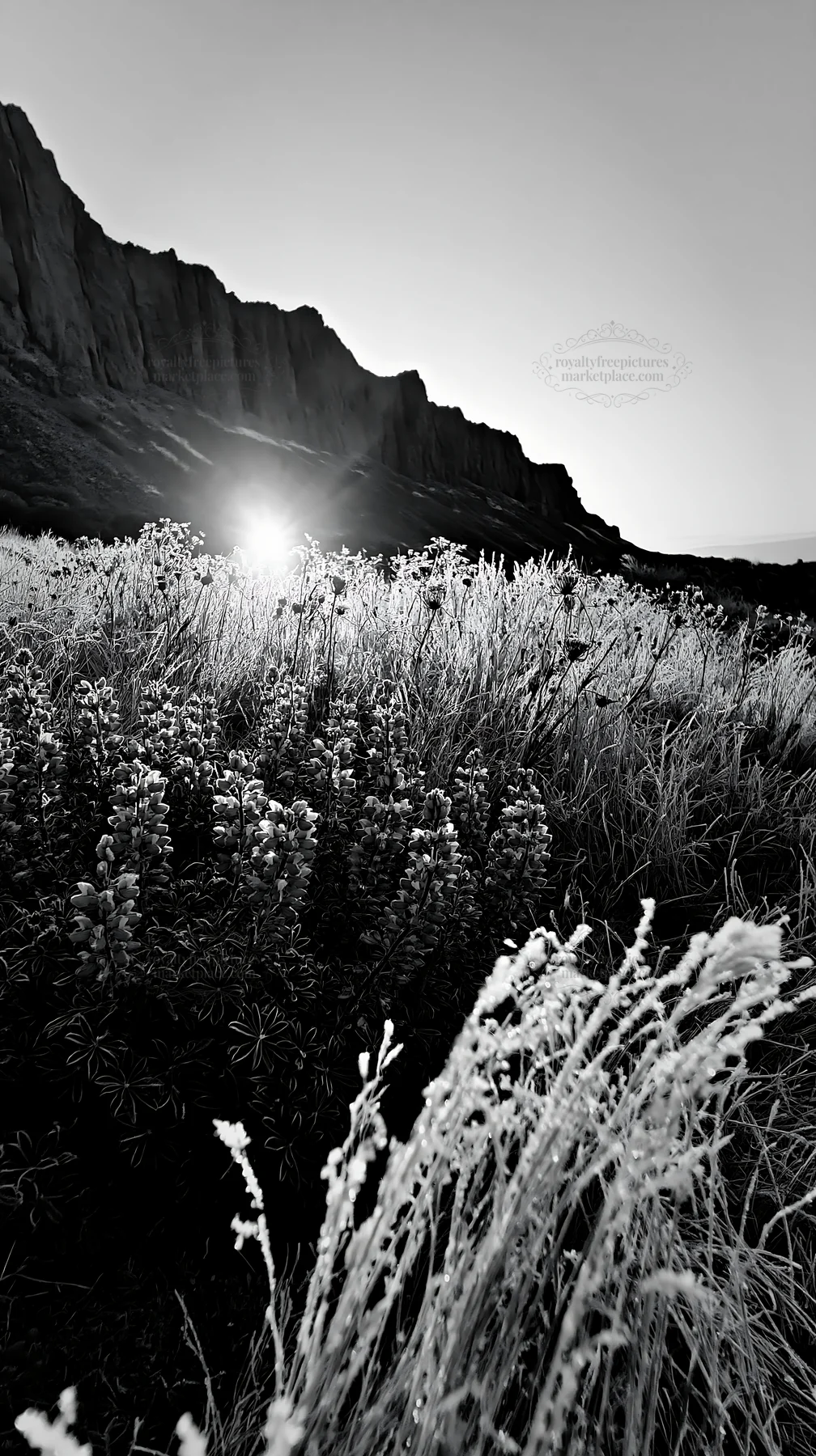 Frosty meadow at sunrise with mountains in the background - AI-generated stock image