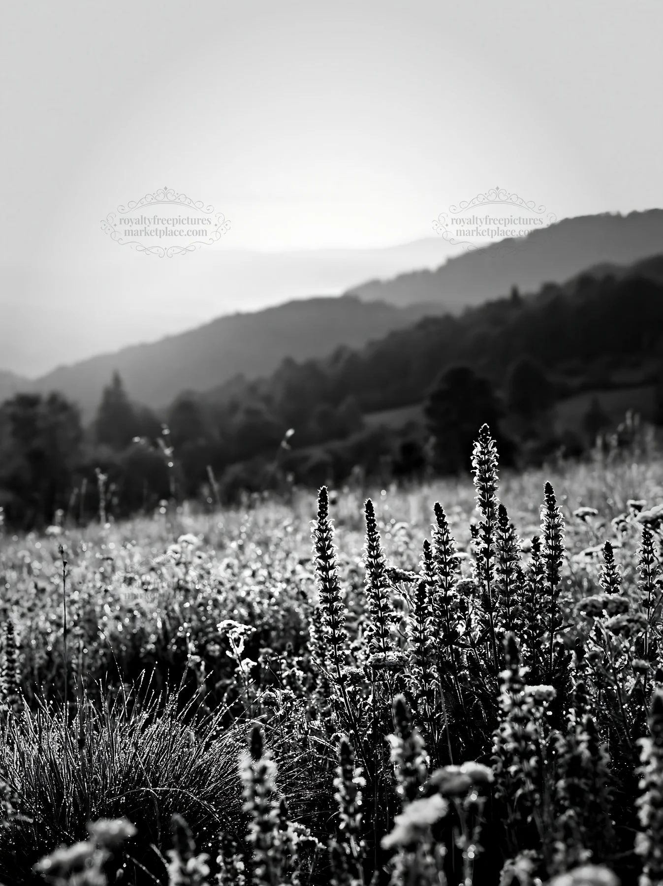 Rolling valley meadows with wildflowers and distant hills - AI-generated stock image