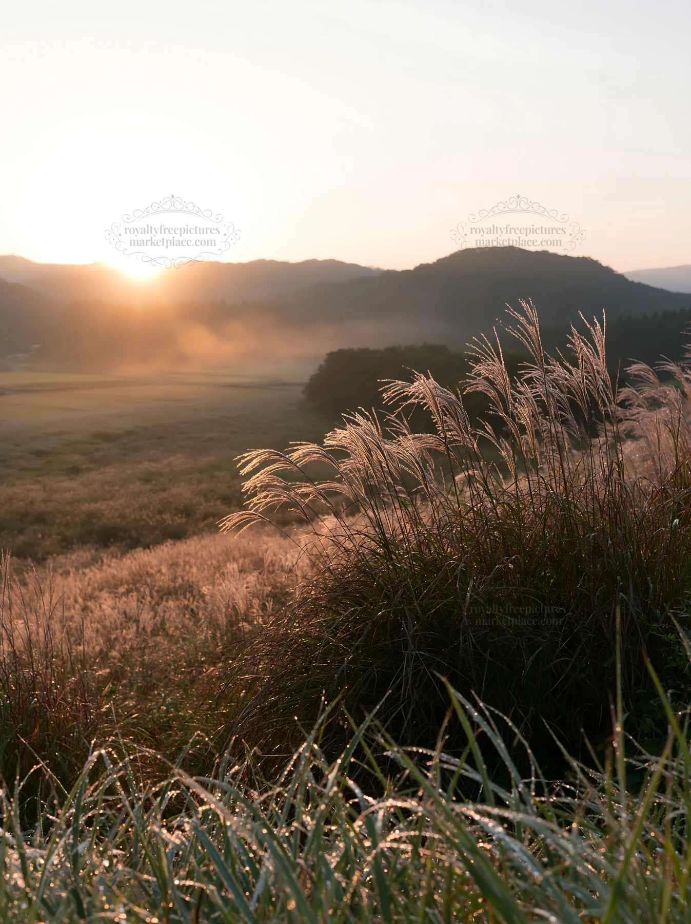 Sunrise over a meadow with dew covered sedges in Miyazaki - AI-generated stock image